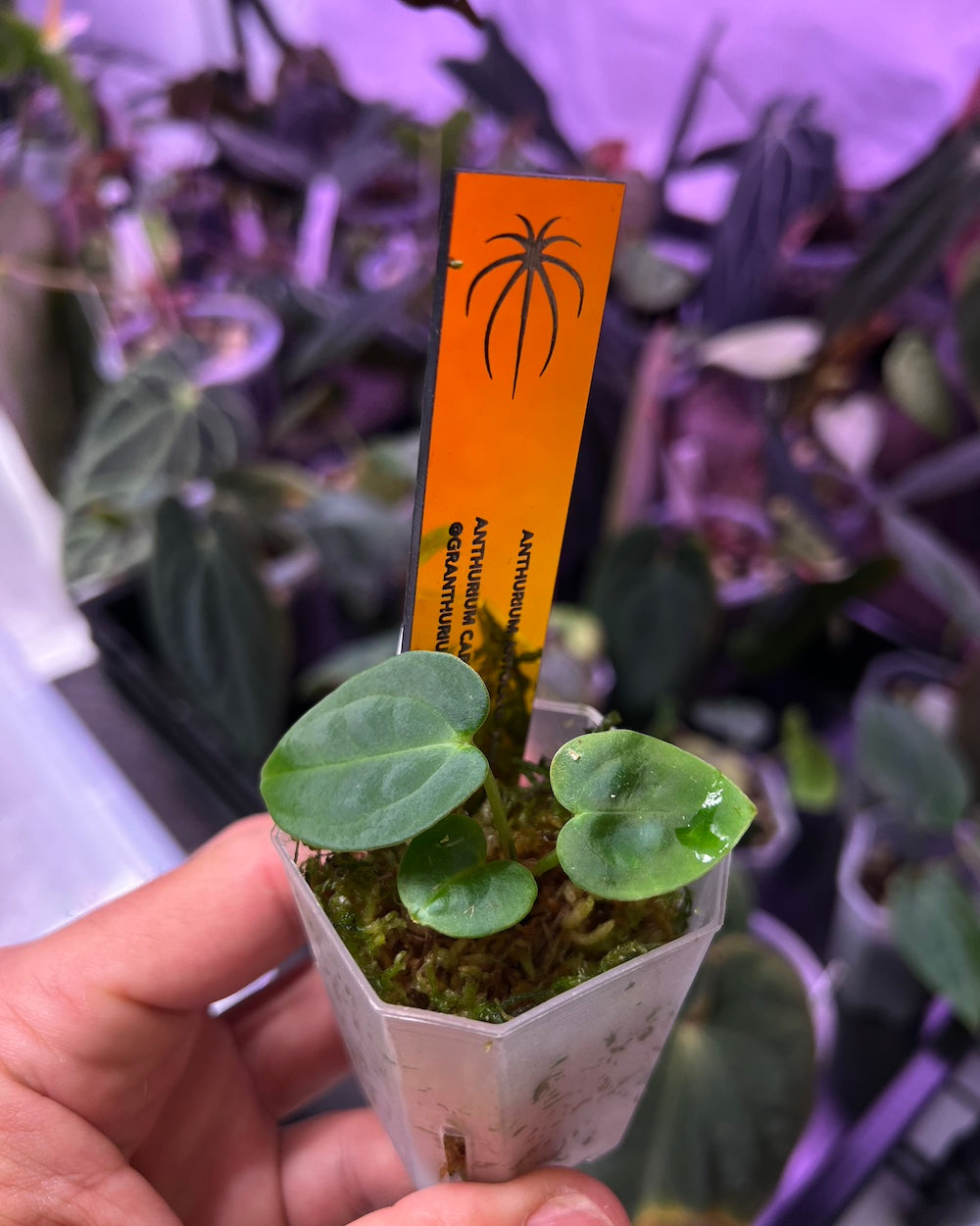 Anthurium antolakii Dark Star x carlablackiae GPH 001