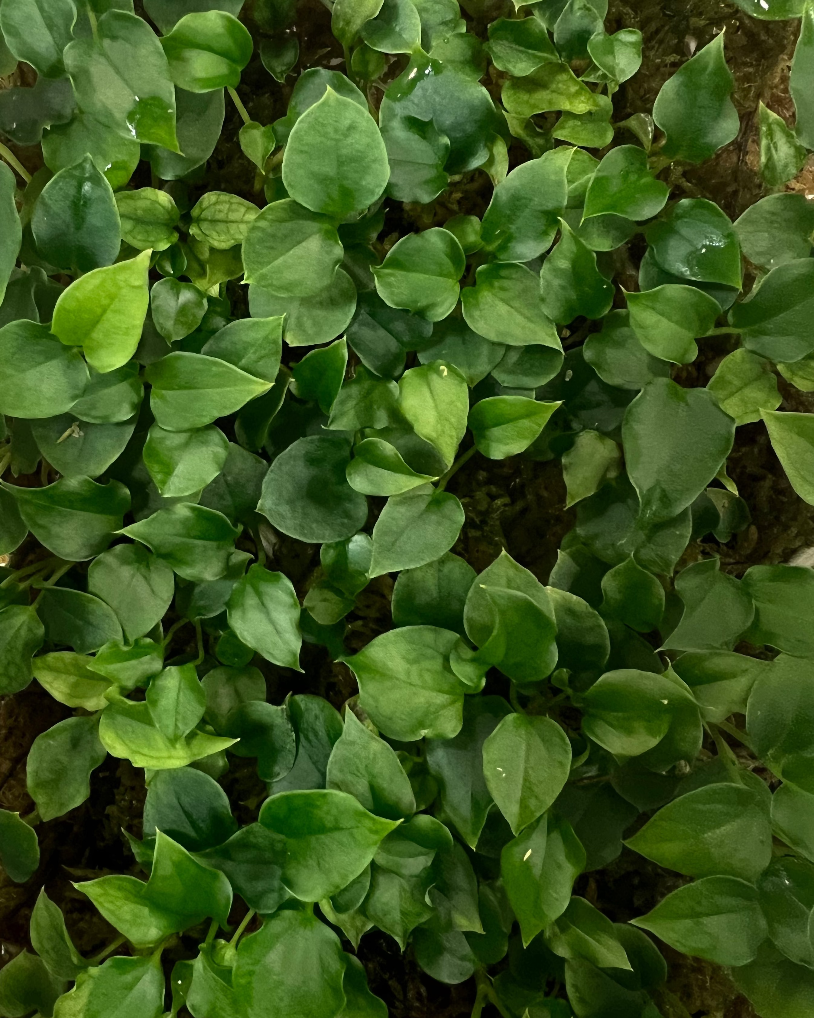 Anthurium papillilaminum (FSxRL) X (RLxFS)