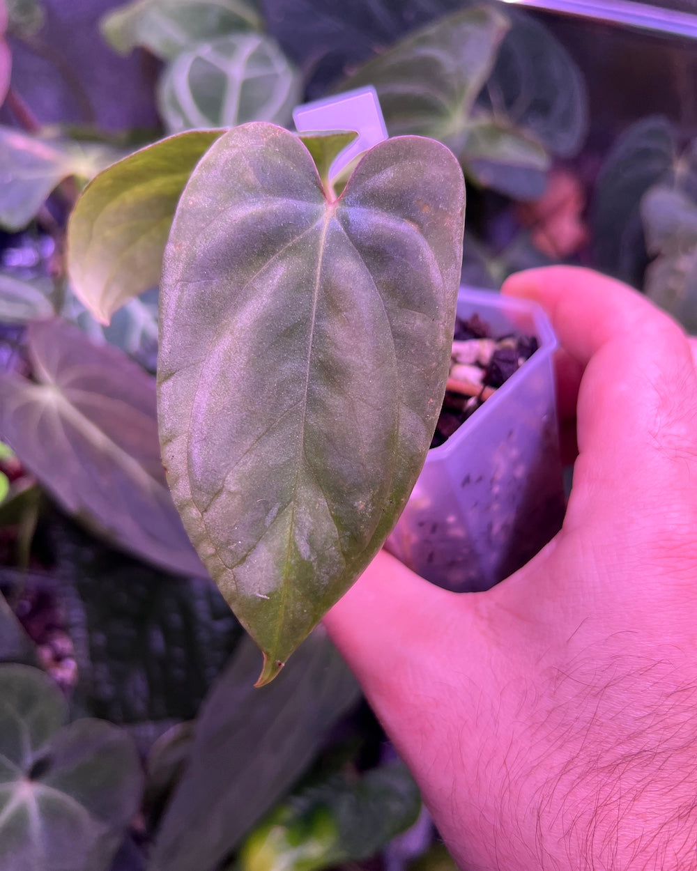 Anthurium antolakii (Round x Felix) x Felix