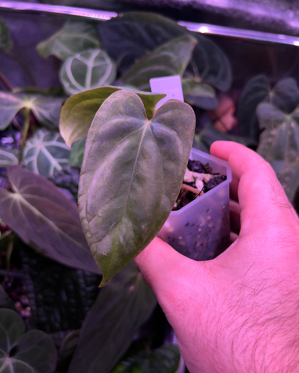 Anthurium antolakii (Round x Felix) x Felix