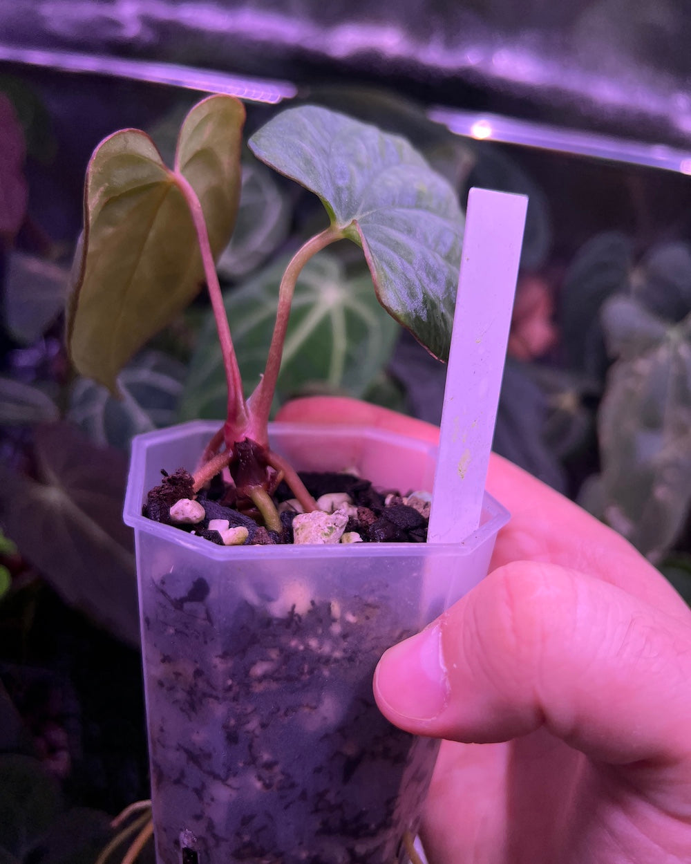 Anthurium antolakii (Round x Felix) x Felix