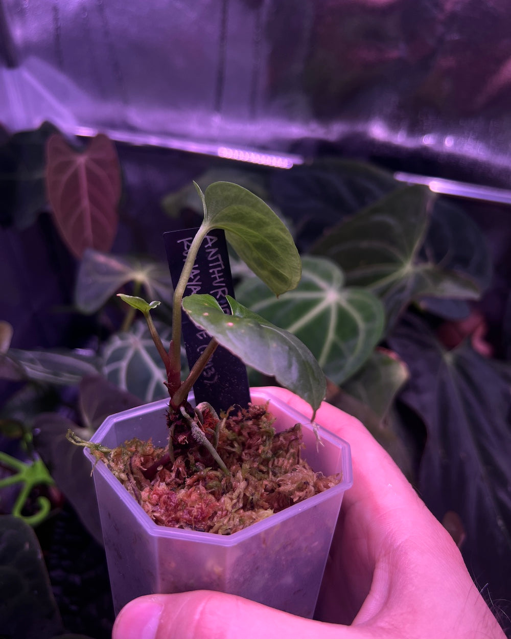 Anthurium kunayalense PM3