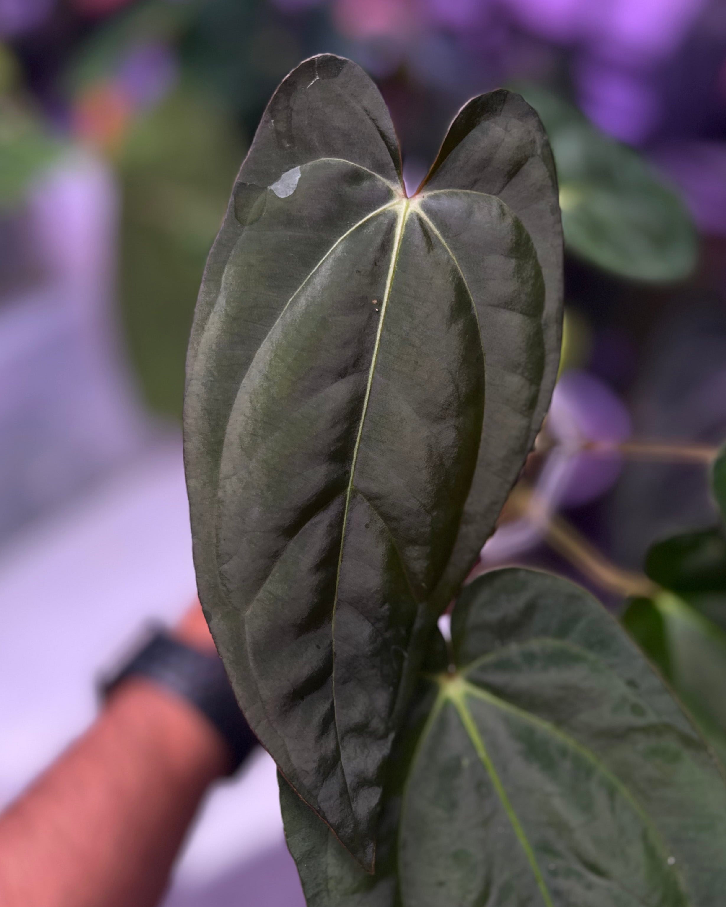 Anthurium papillilaminum RA6 X carlablackiae RA6x5