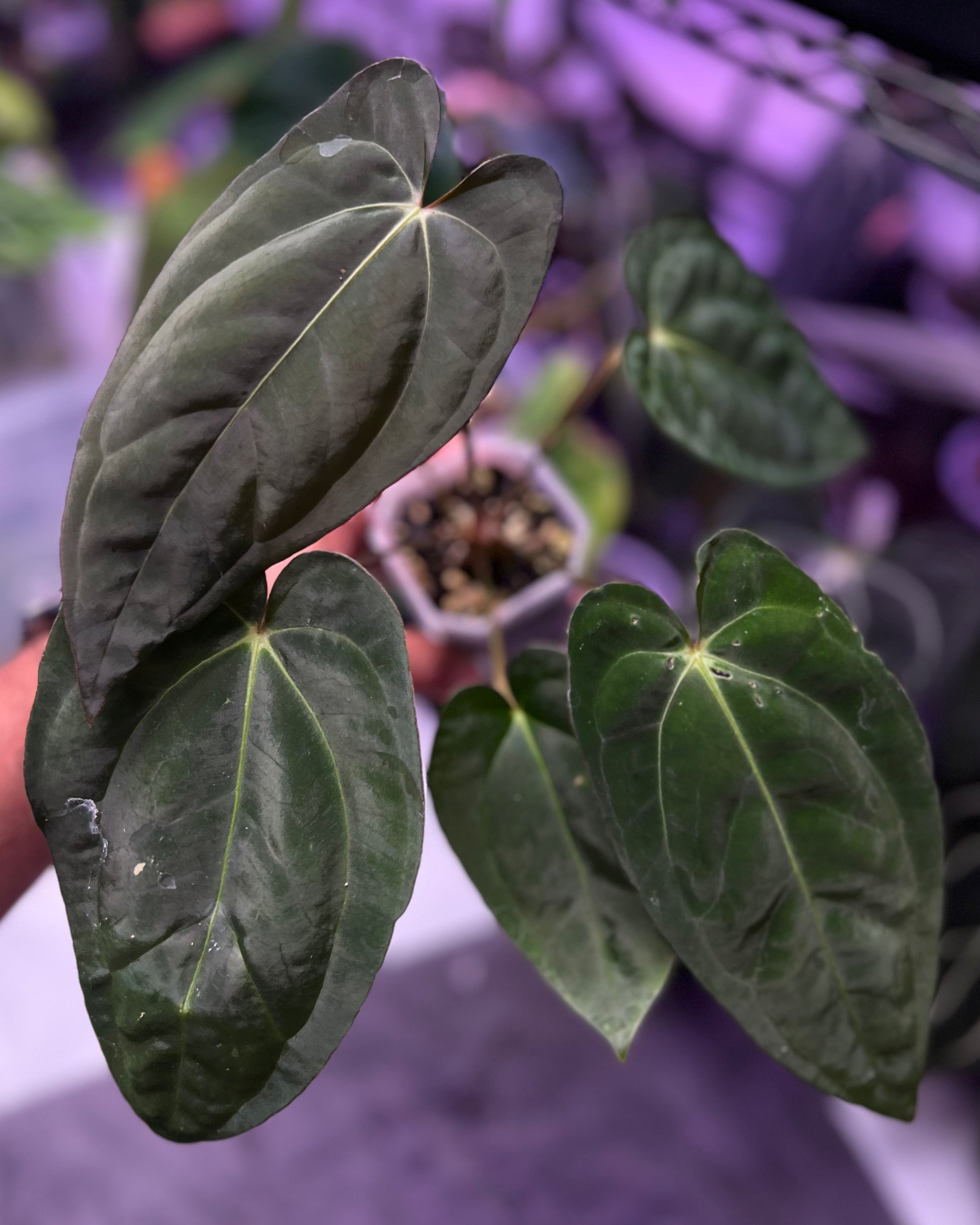 Anthurium papillilaminum RA6 X carlablackiae RA6x5