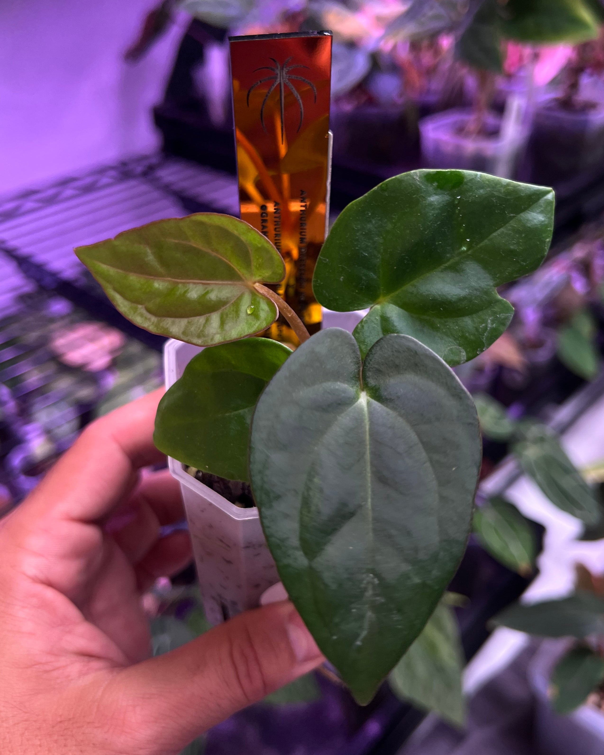Anthurium dressleri RG F2 Dark Clone x carlablackiae GPH 001