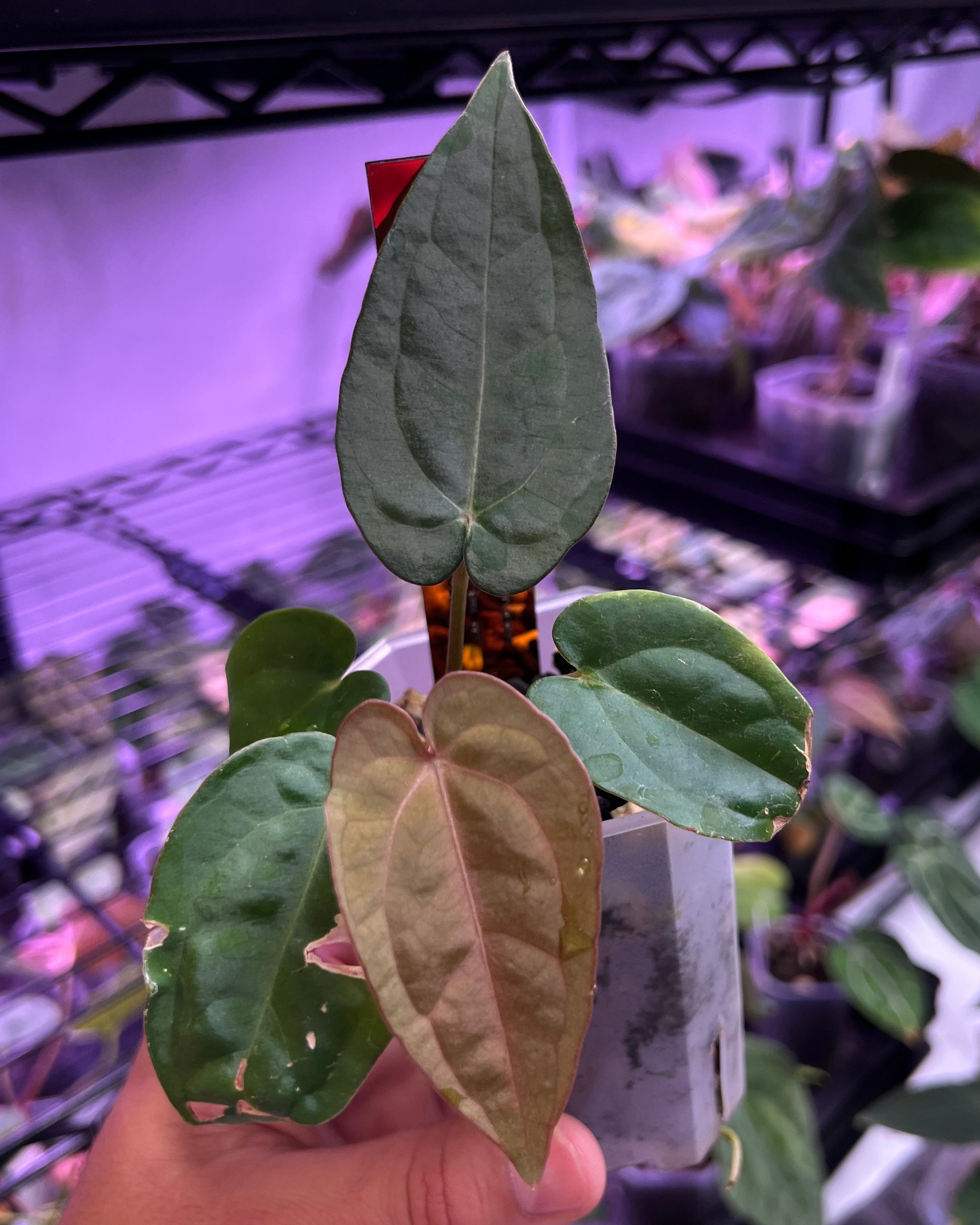 Anthurium dressleri RG F2 Dark Clone x carlablackiae GPH 001