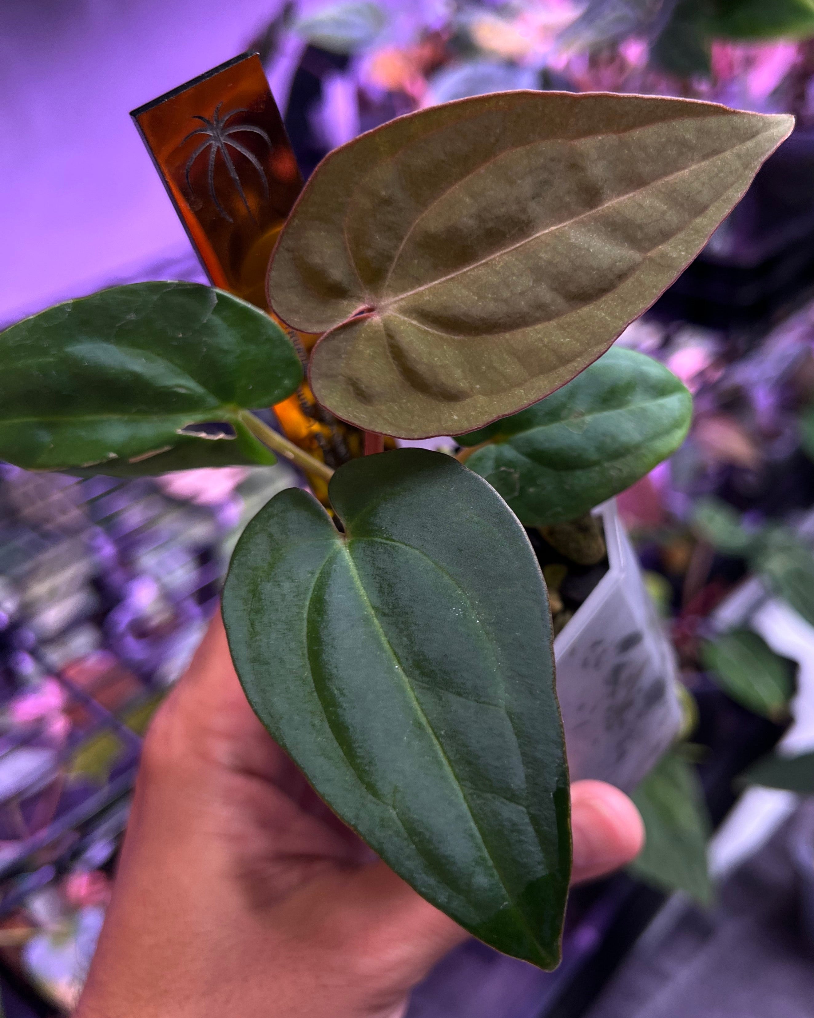 Anthurium dressleri RG F2 Dark Clone x carlablackiae GPH 001