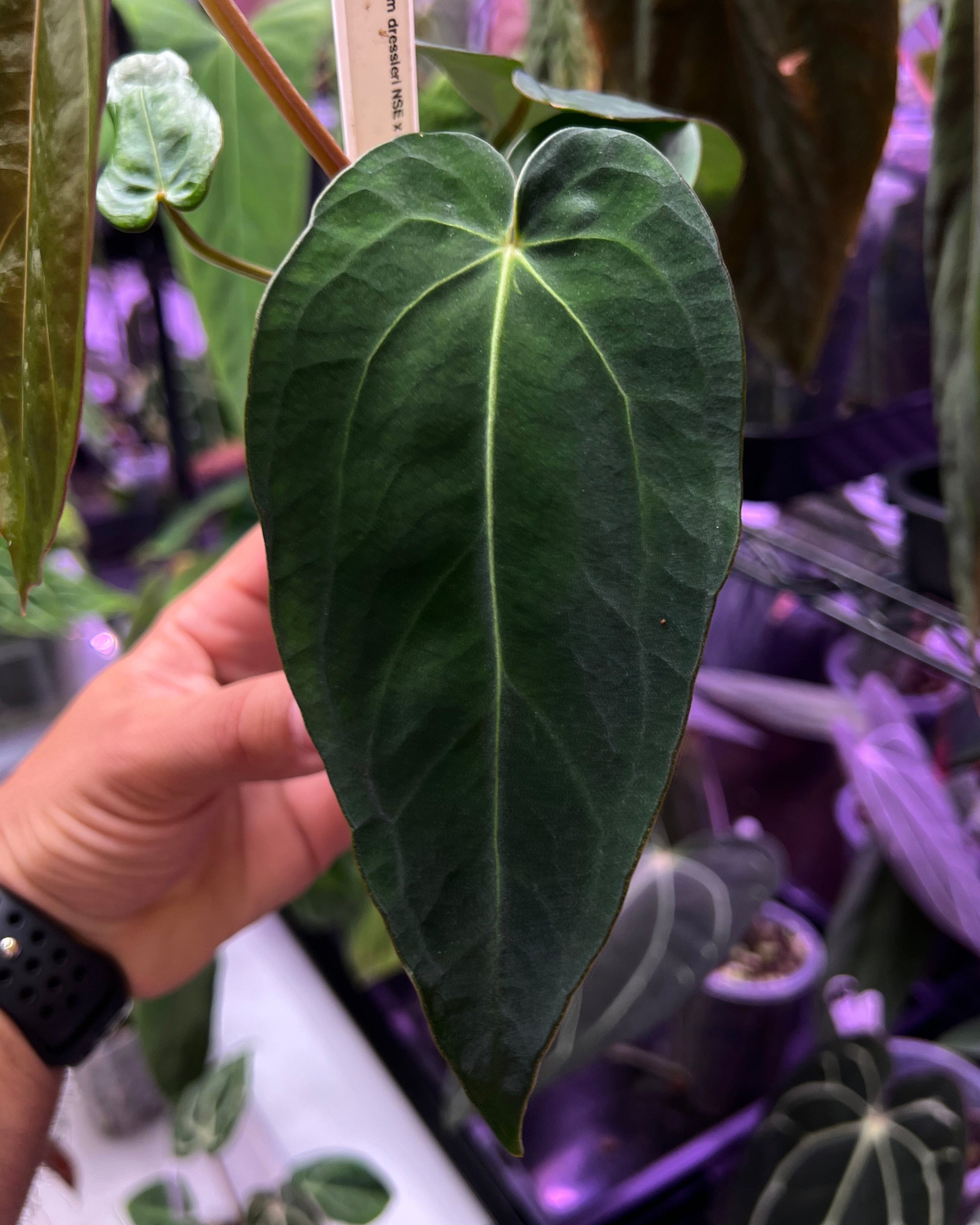 Anthurium dressleri NSE x carlablackiae RA8