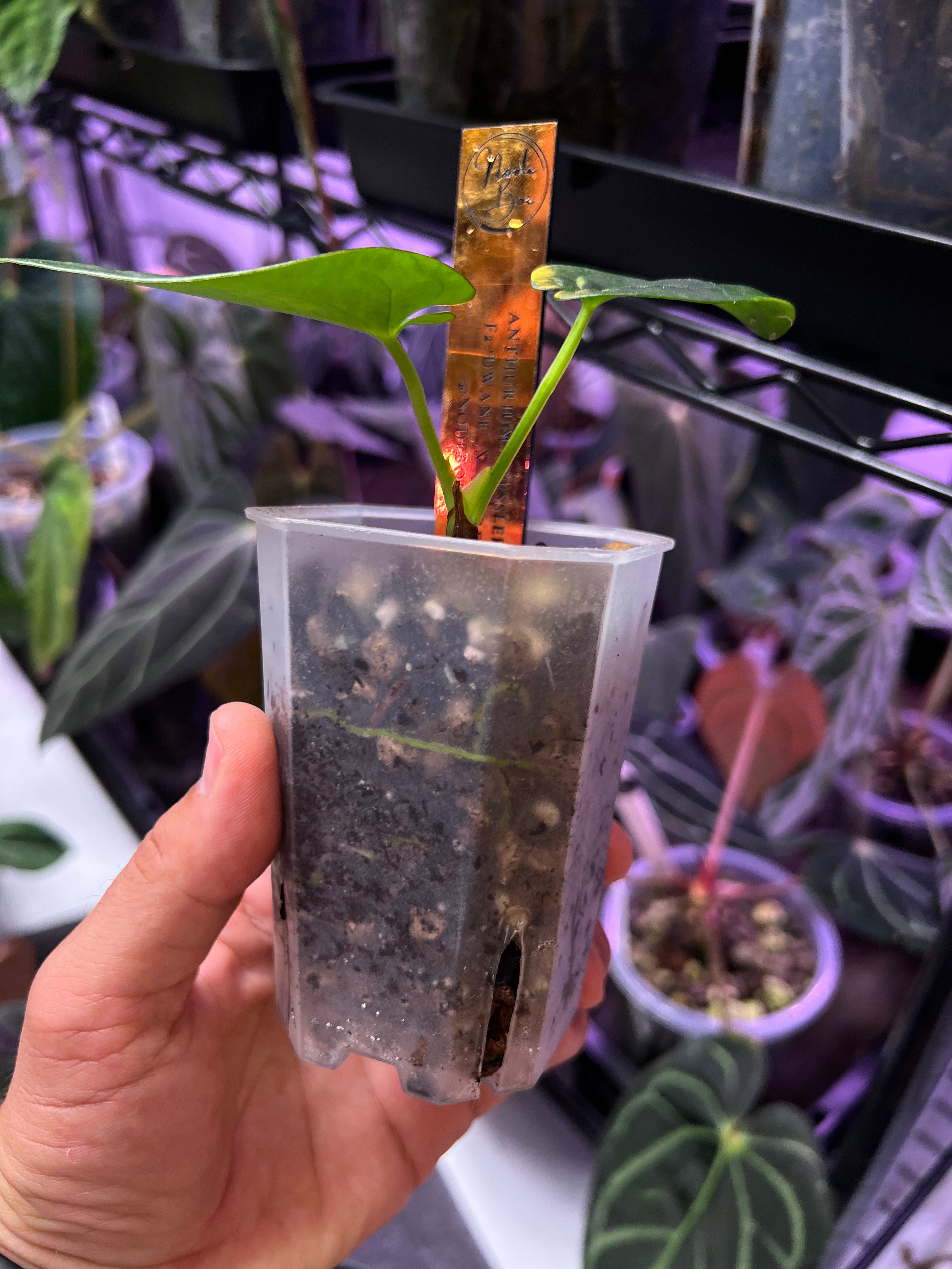 Anthurium dressleri F2 Dwane x F2 Dre