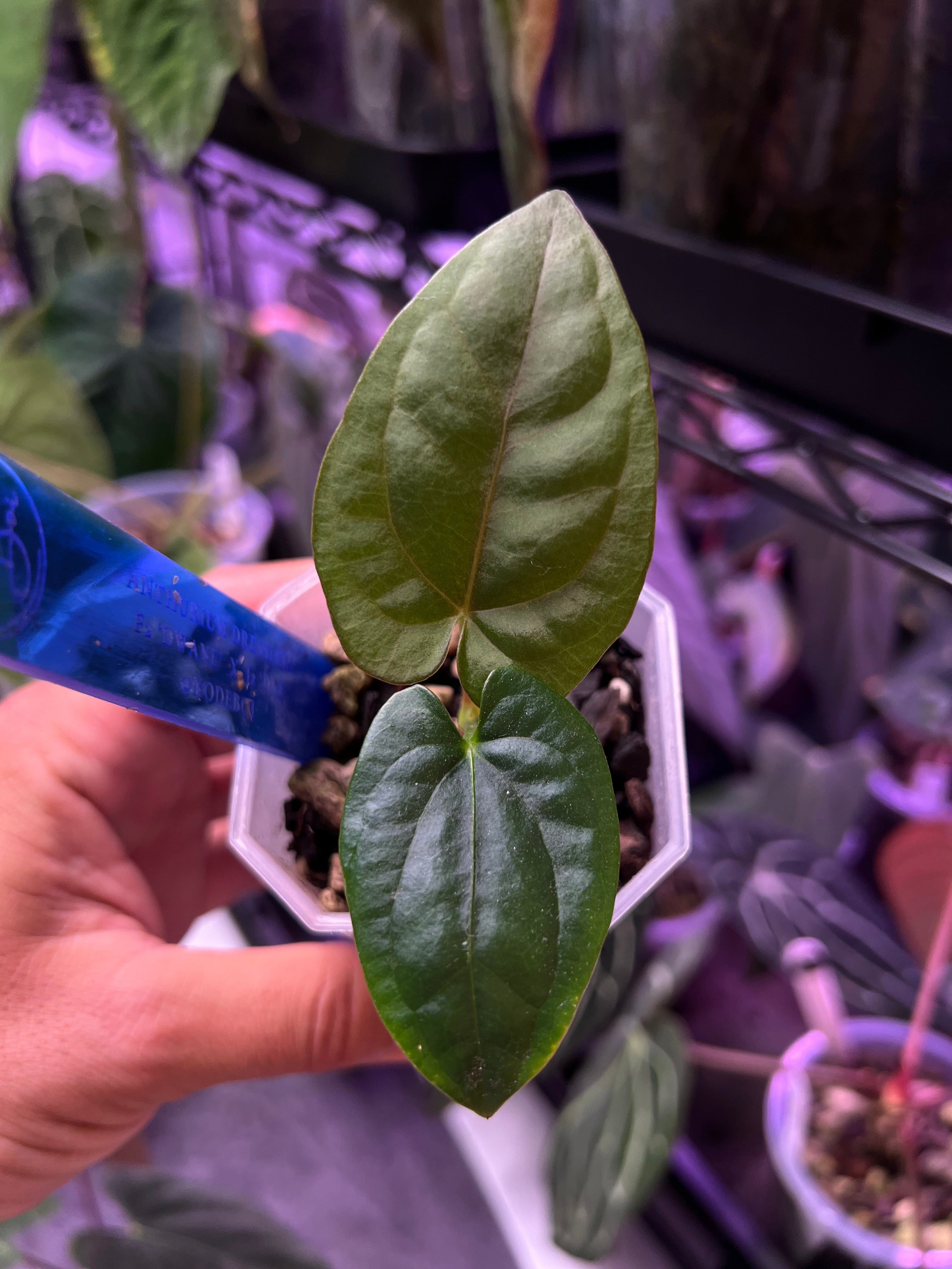 Anthurium dressleri F2 Dwane x F2 Dre