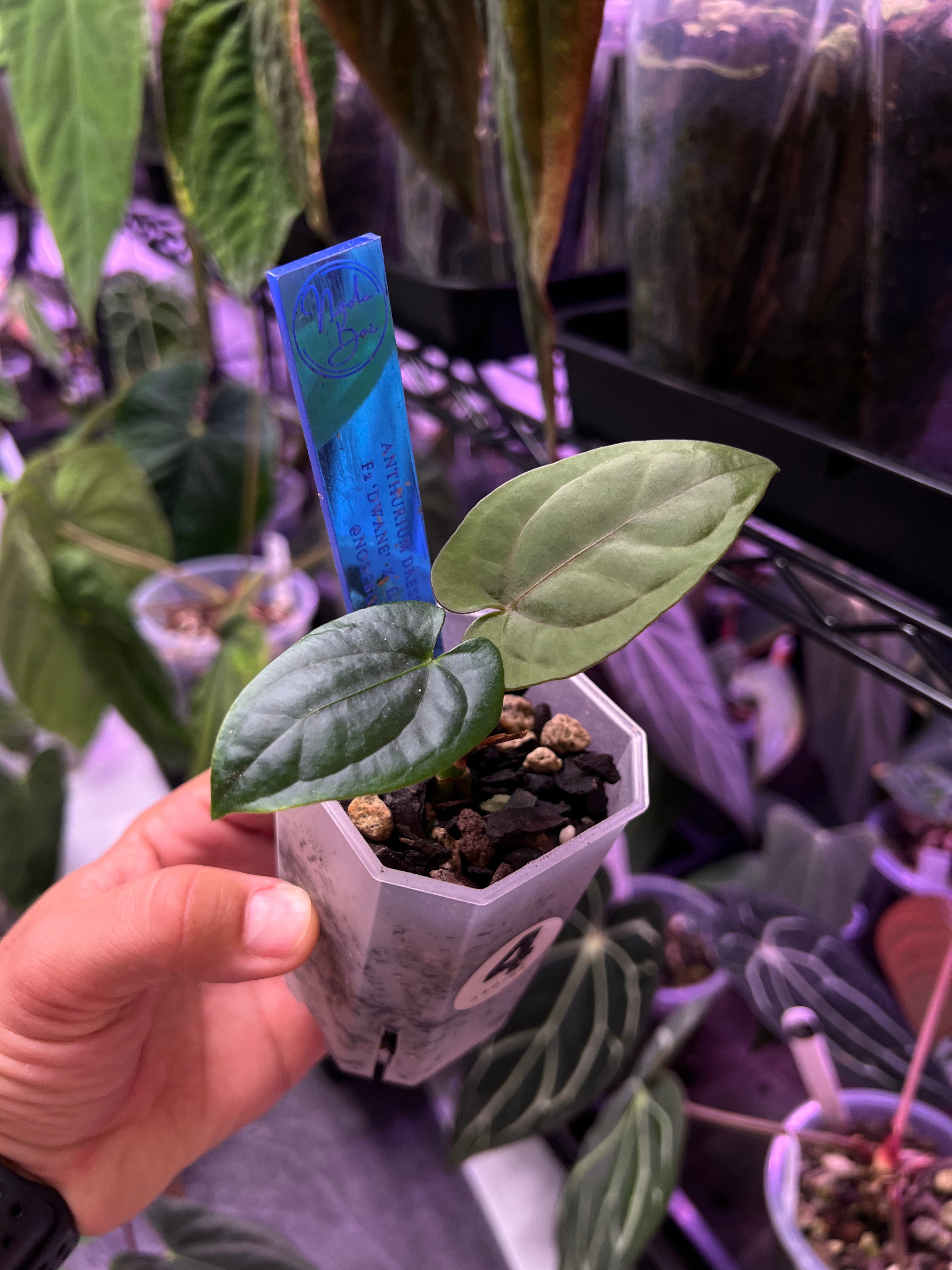 Anthurium dressleri F2 Dwane x F2 Dre