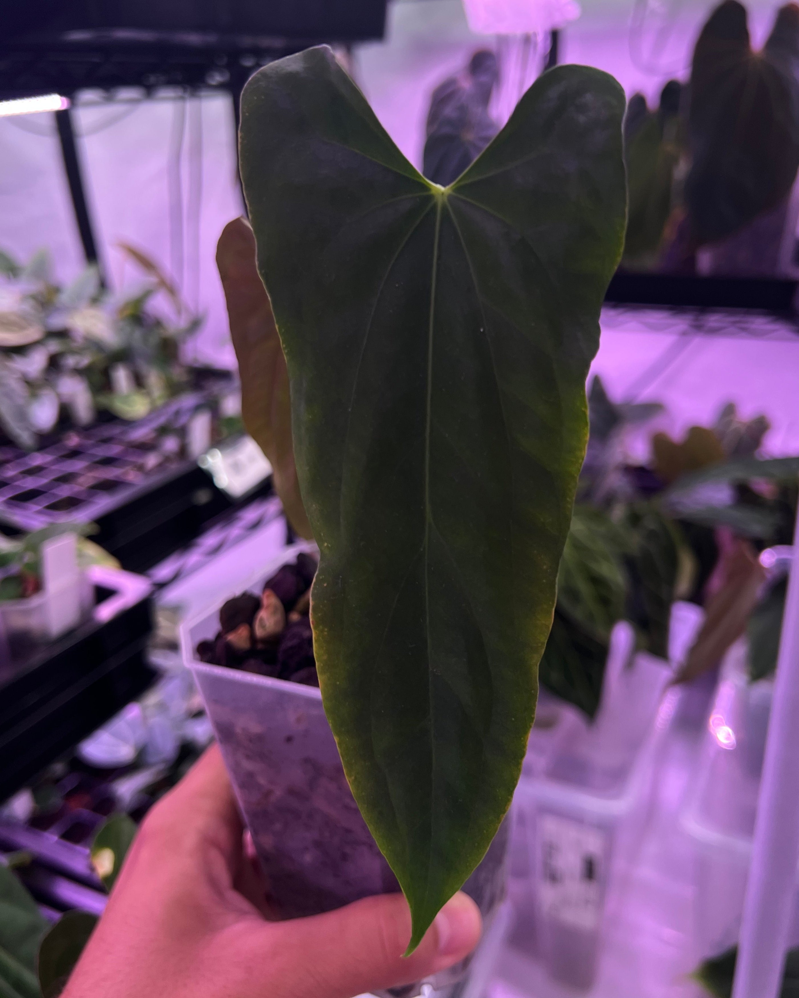 Anthurium papillilaminum Ralph Lynam x Fort Sherman