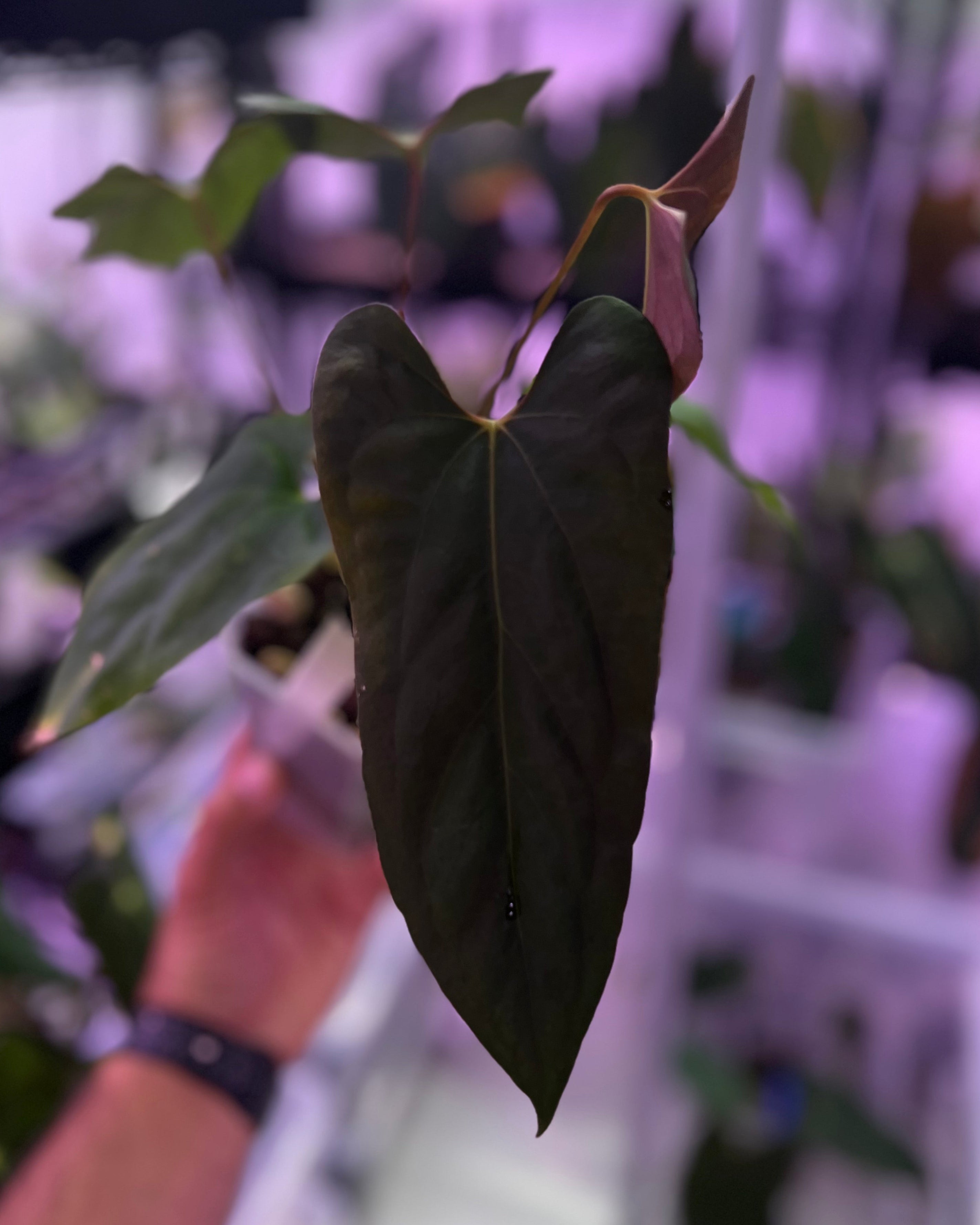 Anthurium sp. nov DF x papillilaminum Ralph Lynam S1