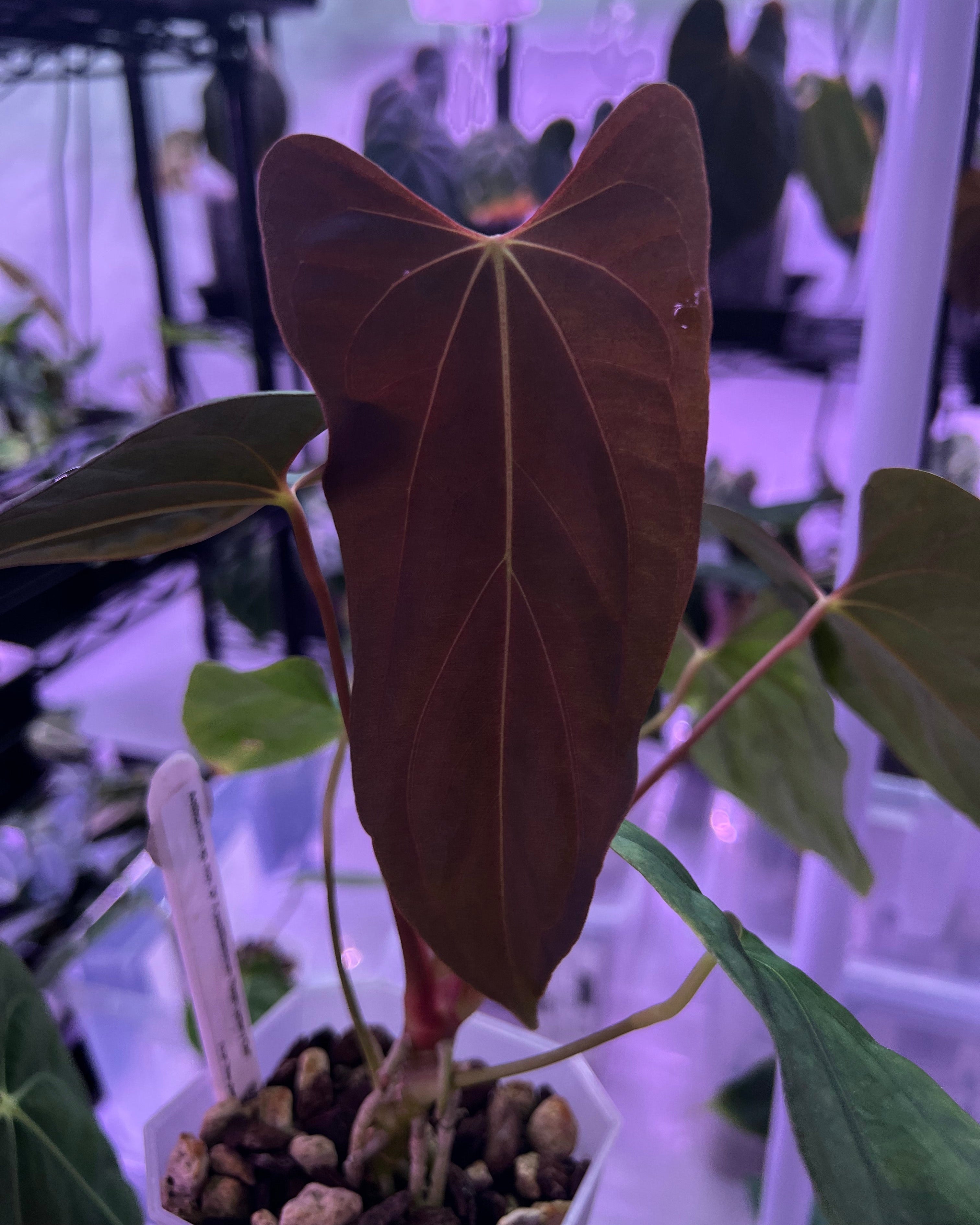 Anthurium sp. nov DF x papillilaminum Ralph Lynam S1
