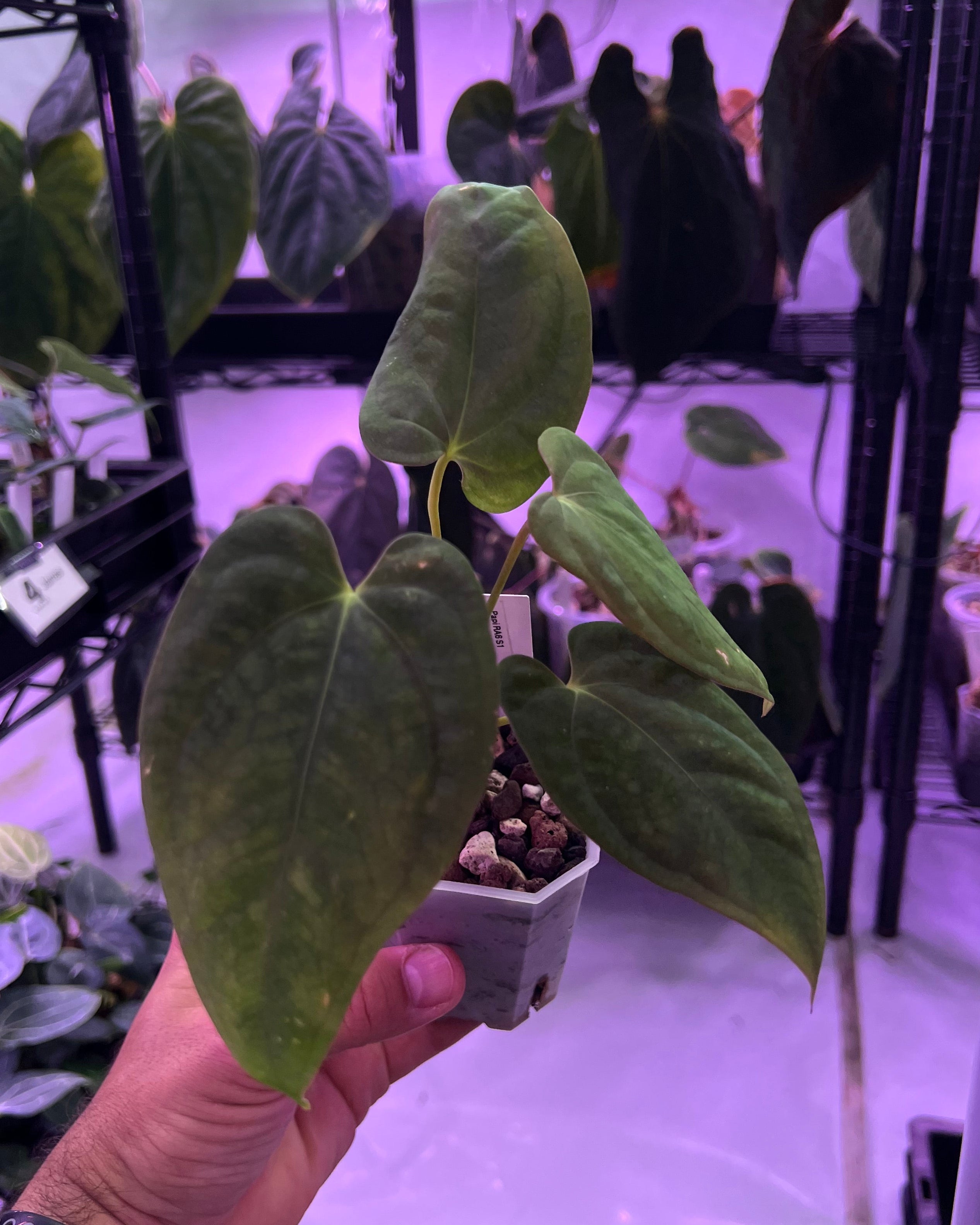 Anthurium Papillilaminum RA6 S1