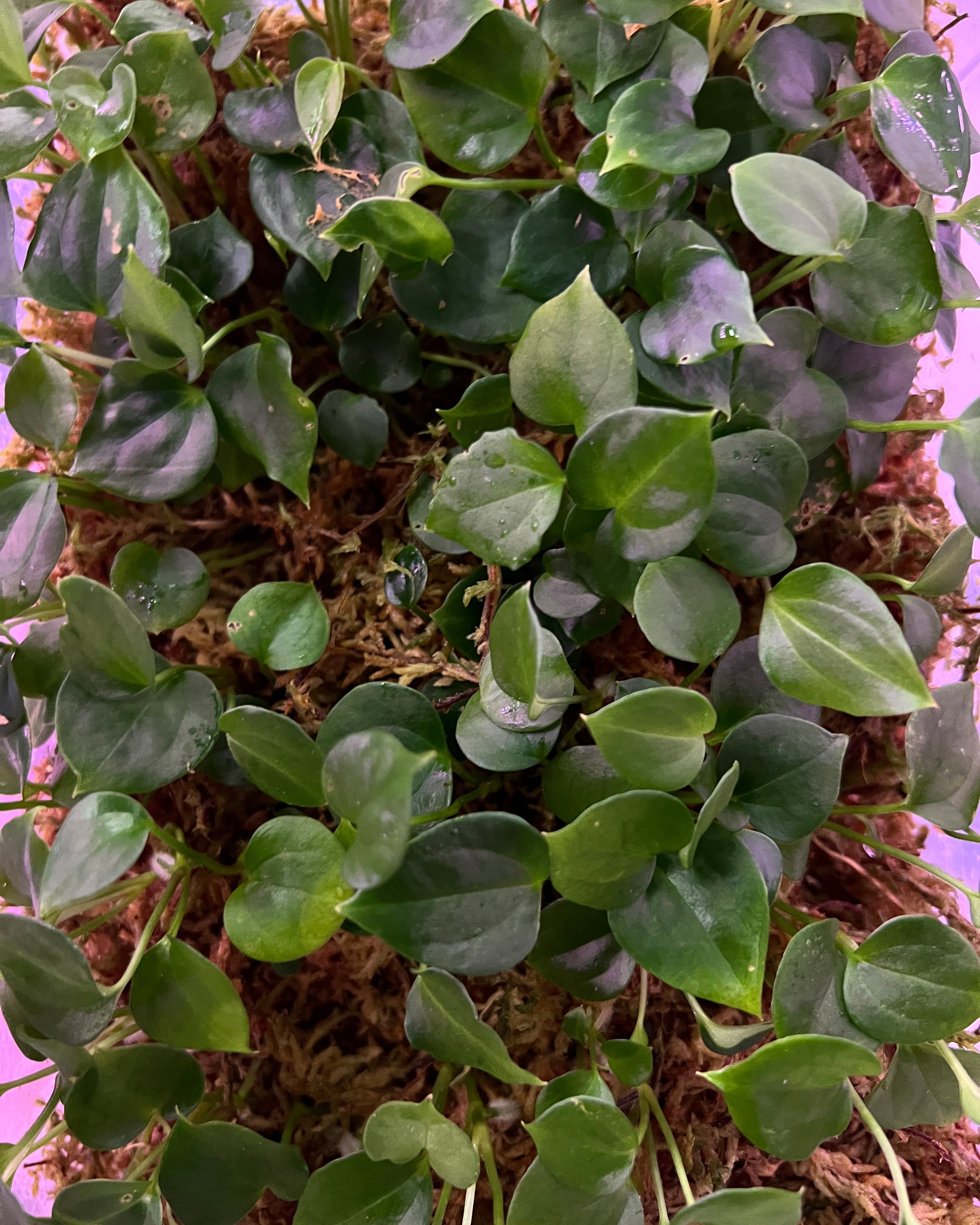 Anthurium besseae aff Wide Sinus x Odin