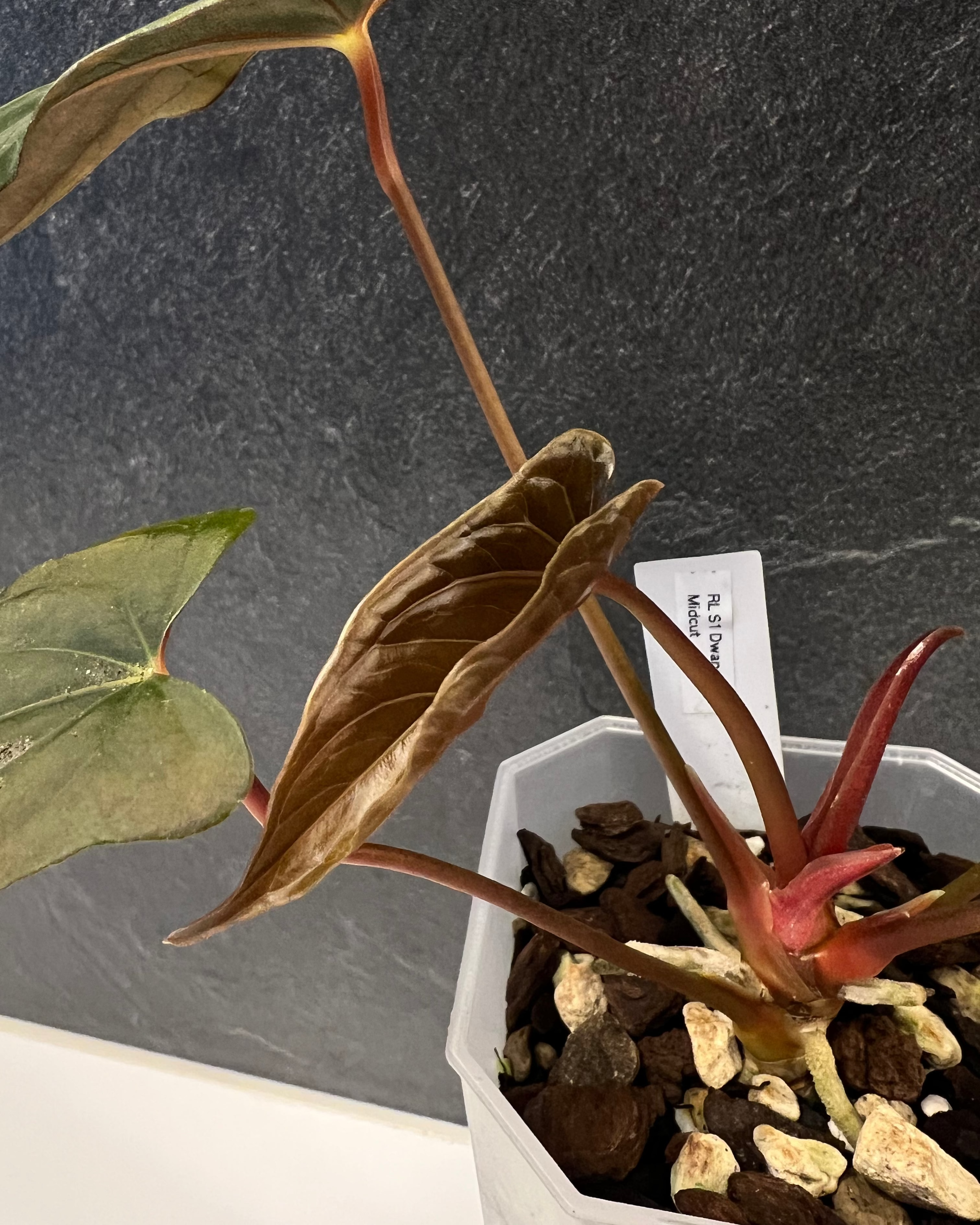 Anthurium papillilaminum Ralph Lynam S1