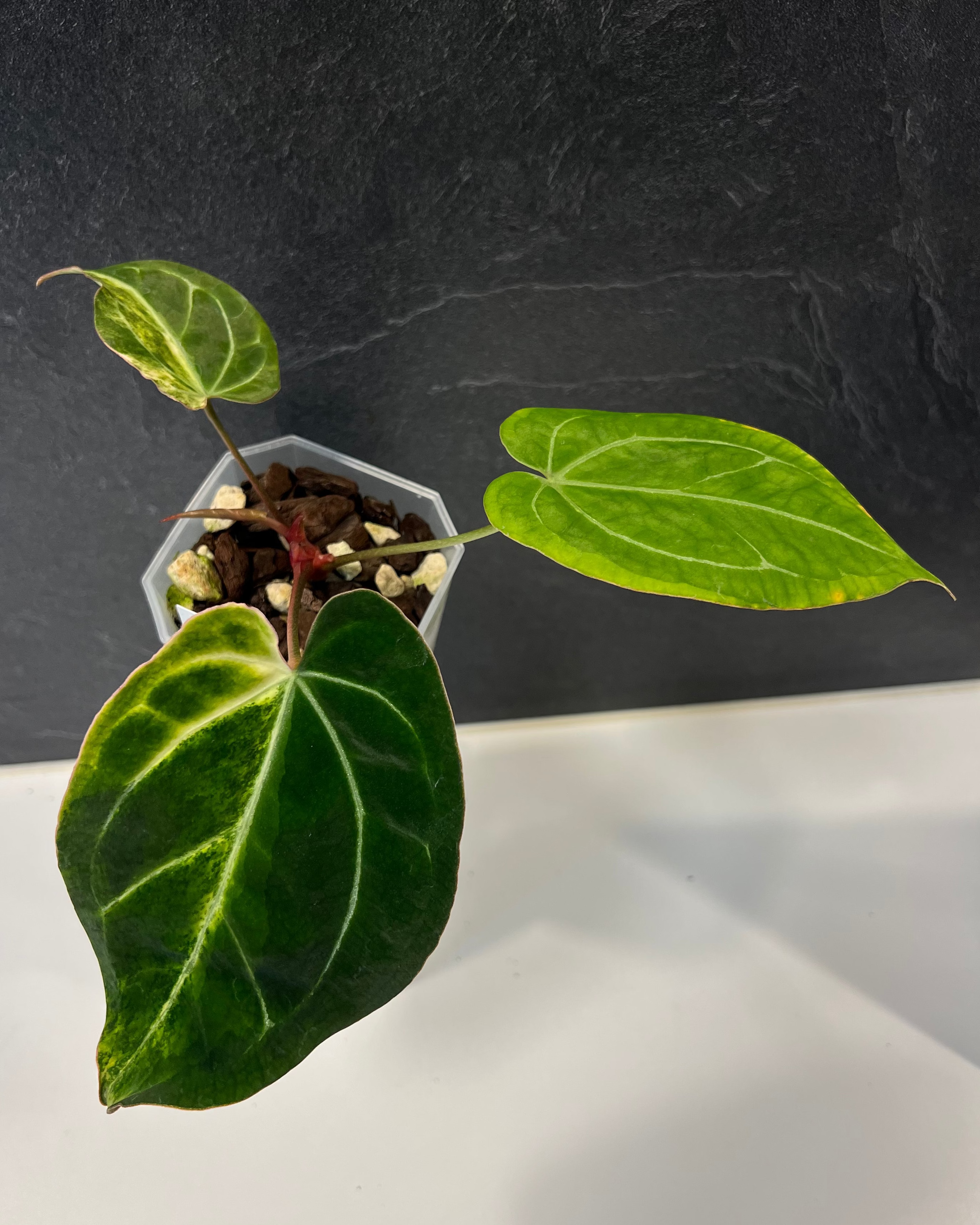 Anthurium (Black Widow x Michelle) x Odin - variegata