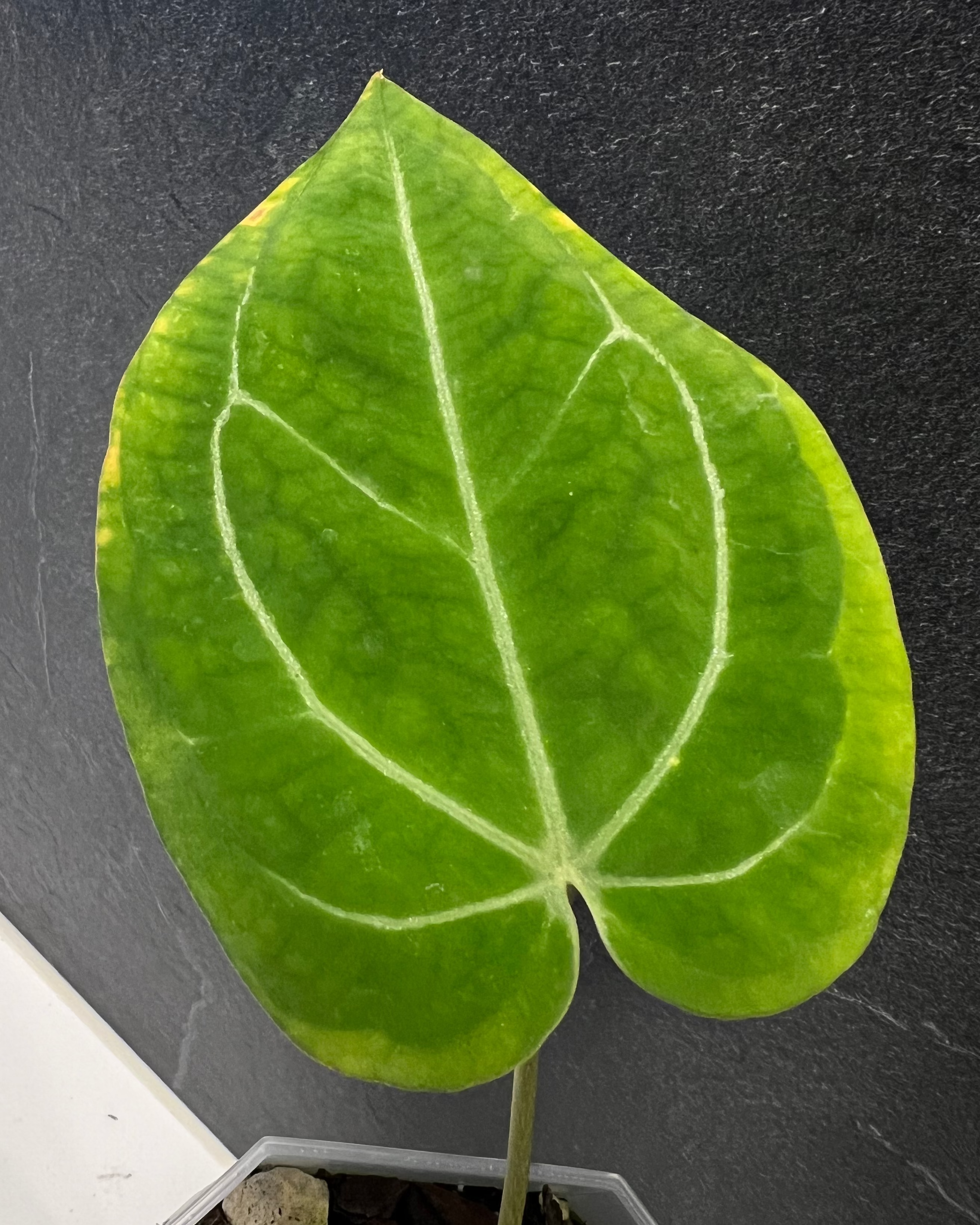 Anthurium (Black Widow x Michelle) x Odin - variegata