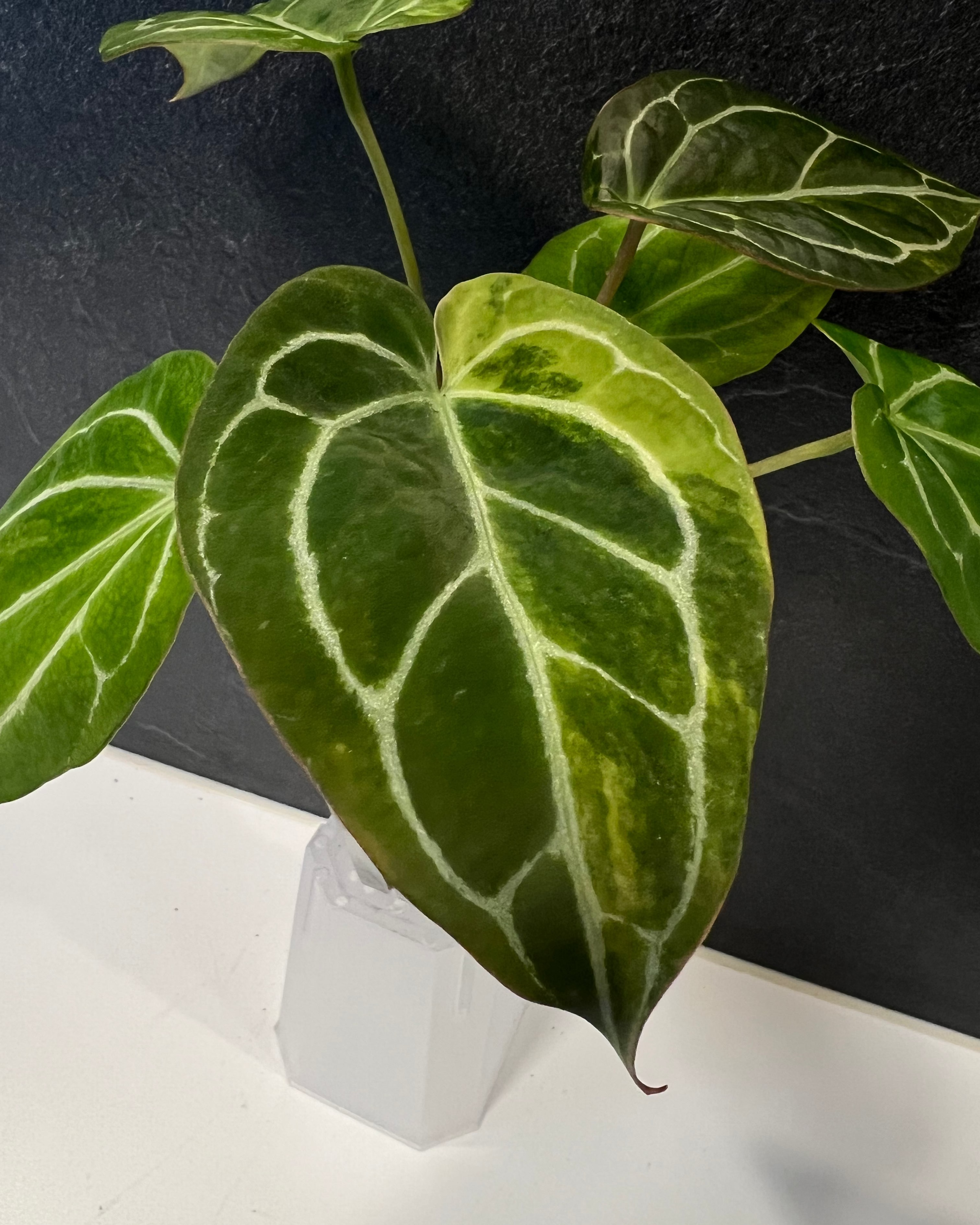 Anthurium (Black Widow x Michelle) x Odin - variegata