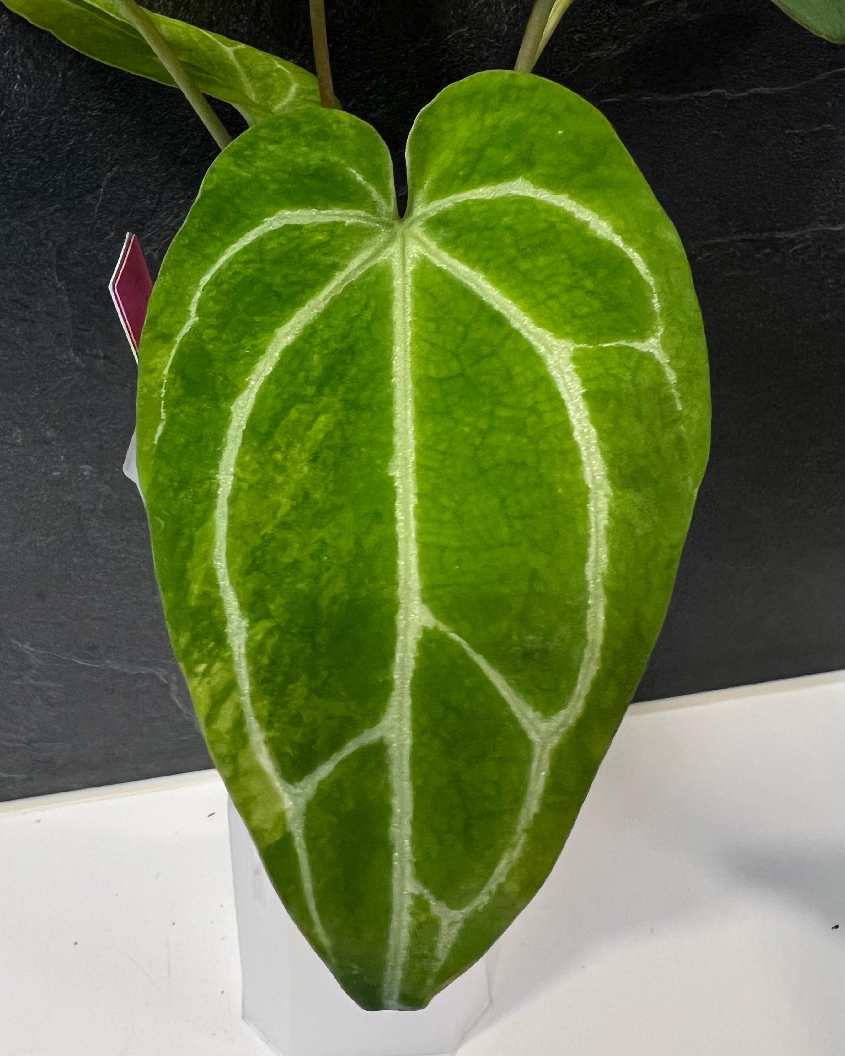 Anthurium (Black Widow x Michelle) x Odin - variegata