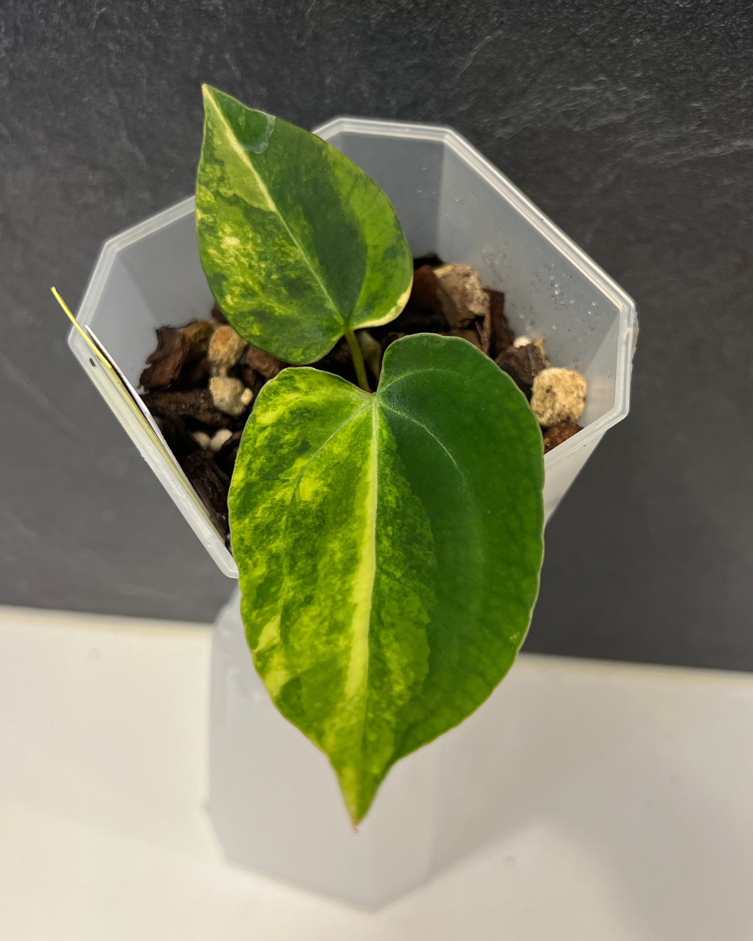 Anthurium Seppuku Variegata x Odin