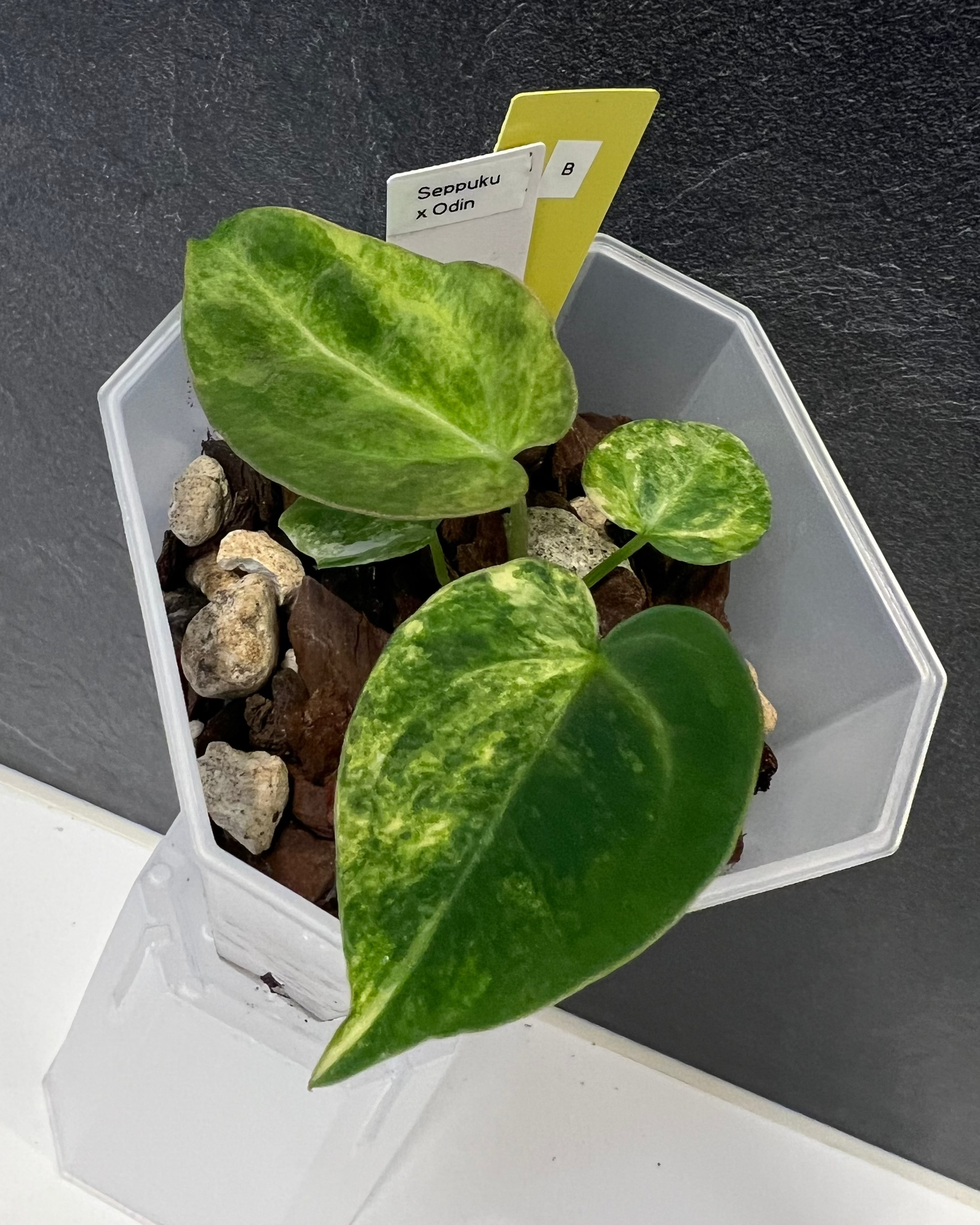 Anthurium Seppuku x Odin - variegated