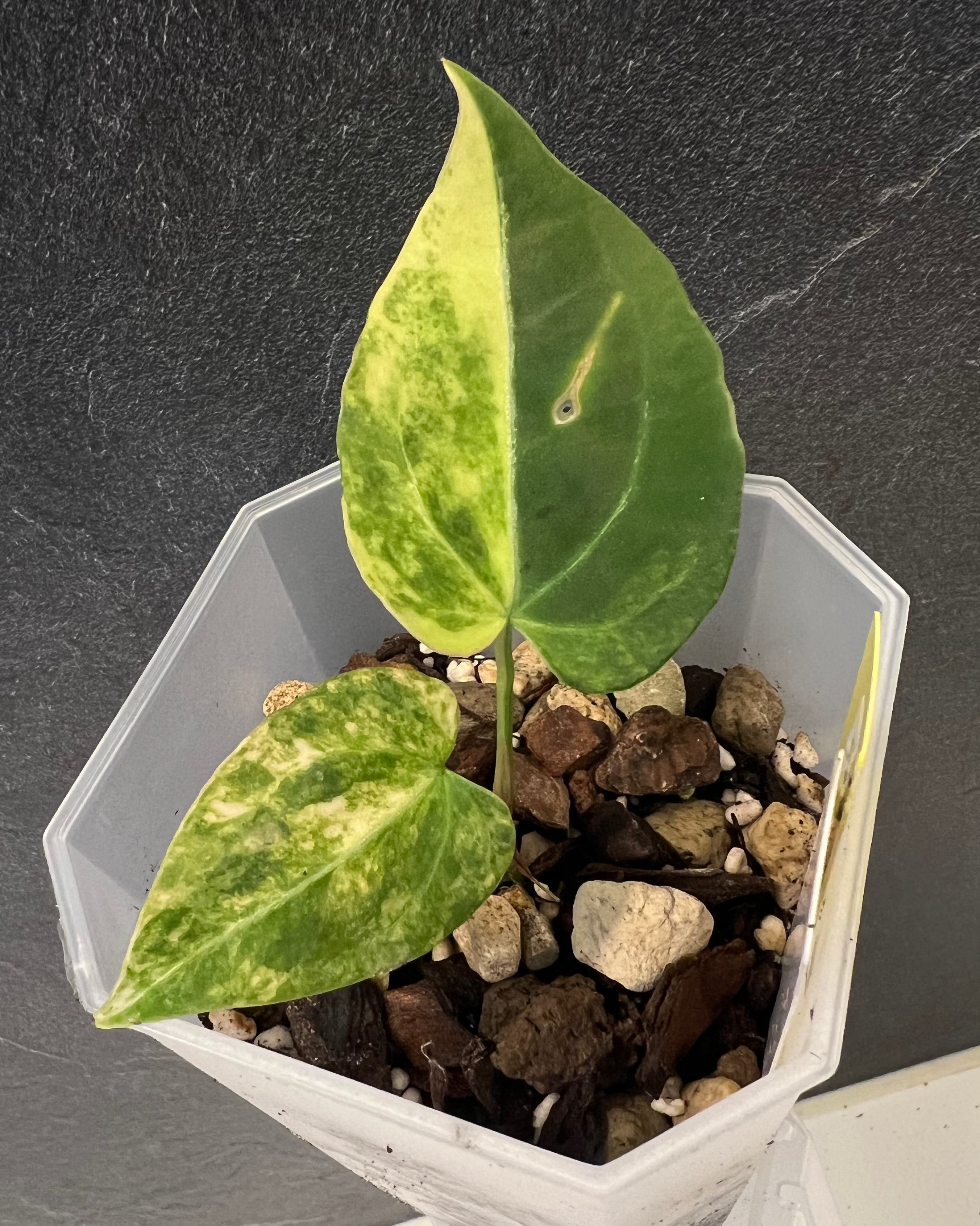 Anthurium Seppuku x Odin - variegated