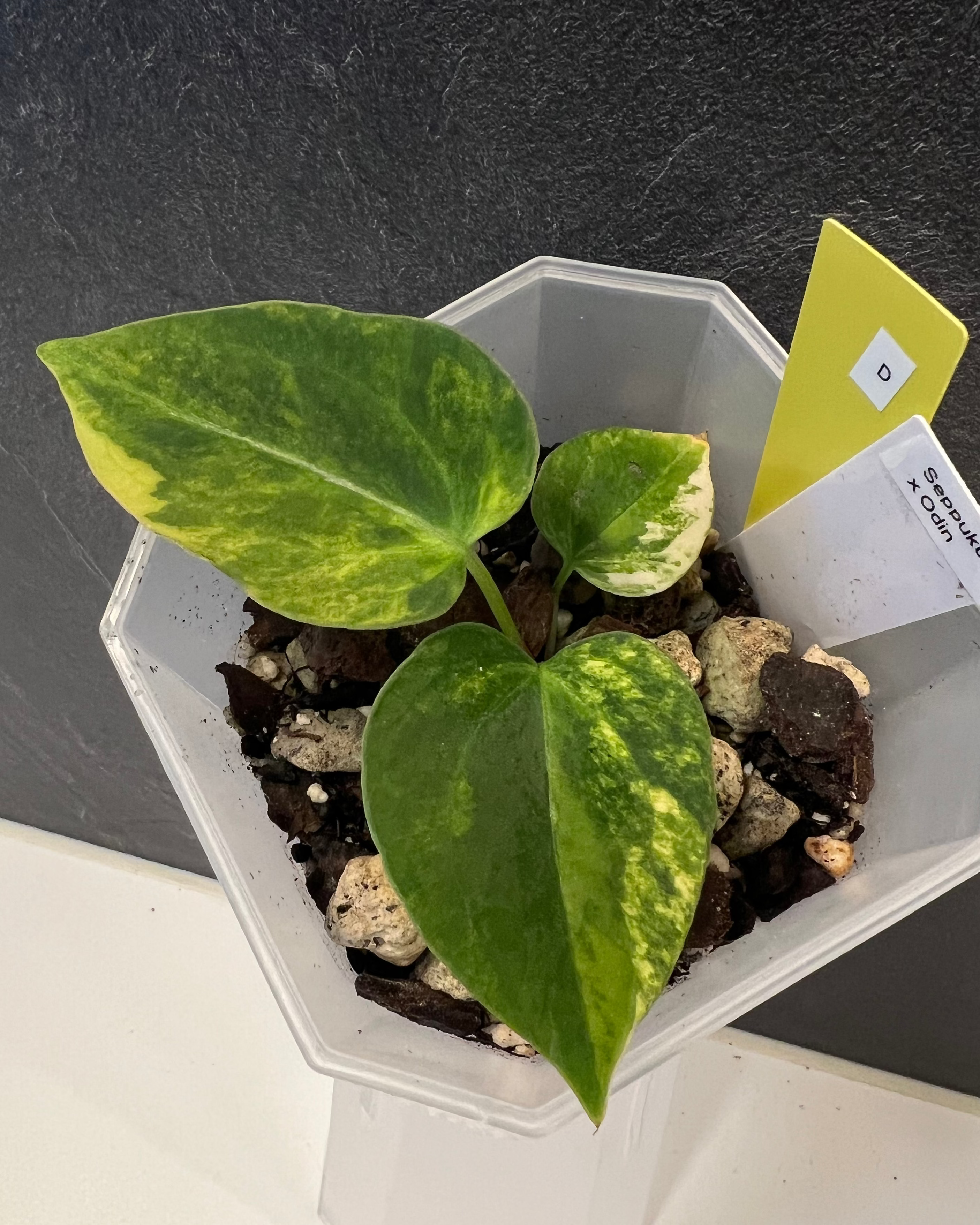 Anthurium Seppuku x Odin - variegated