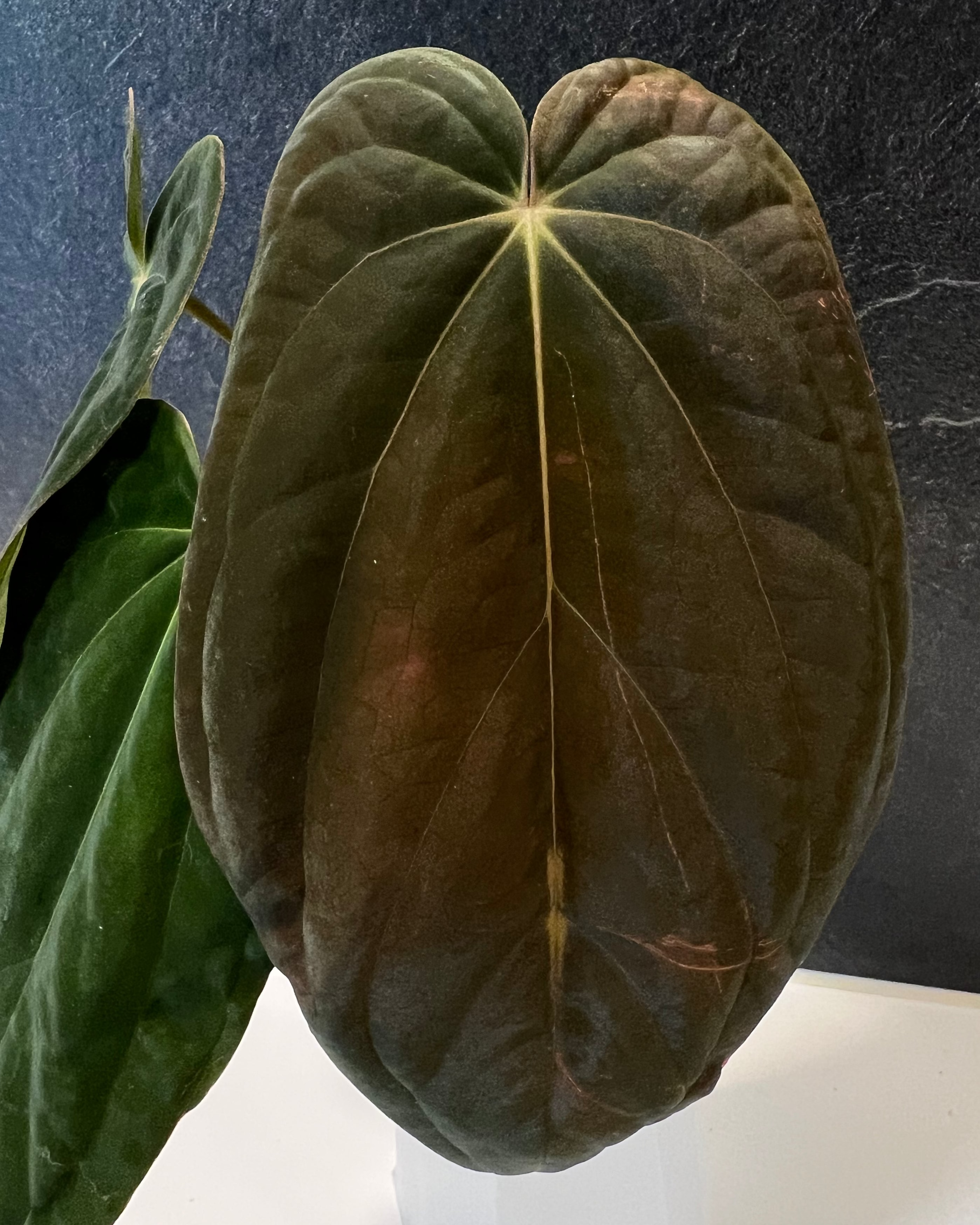 Anthurium antolakii Round x RA1