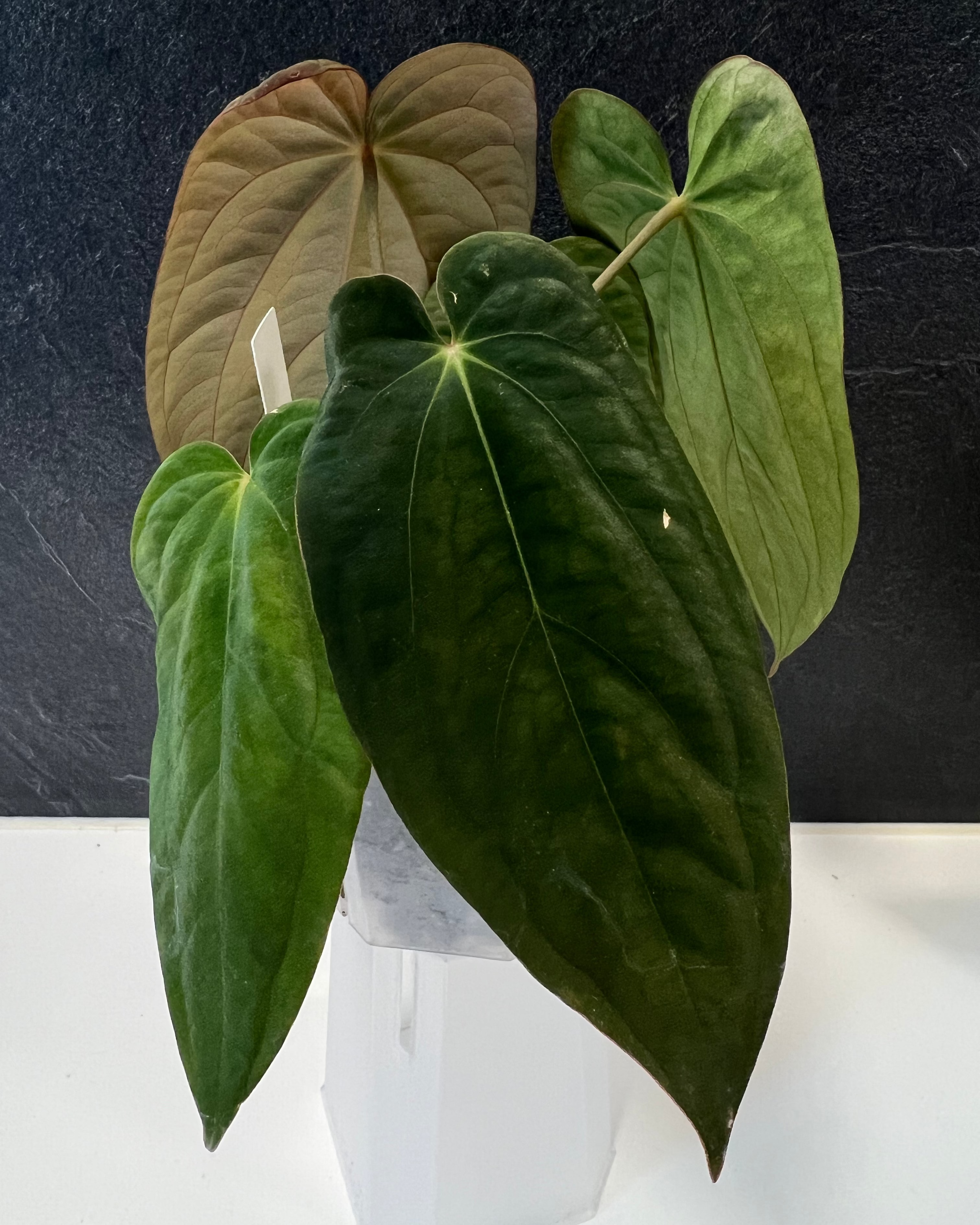 Anthurium antolakii Round x RA1