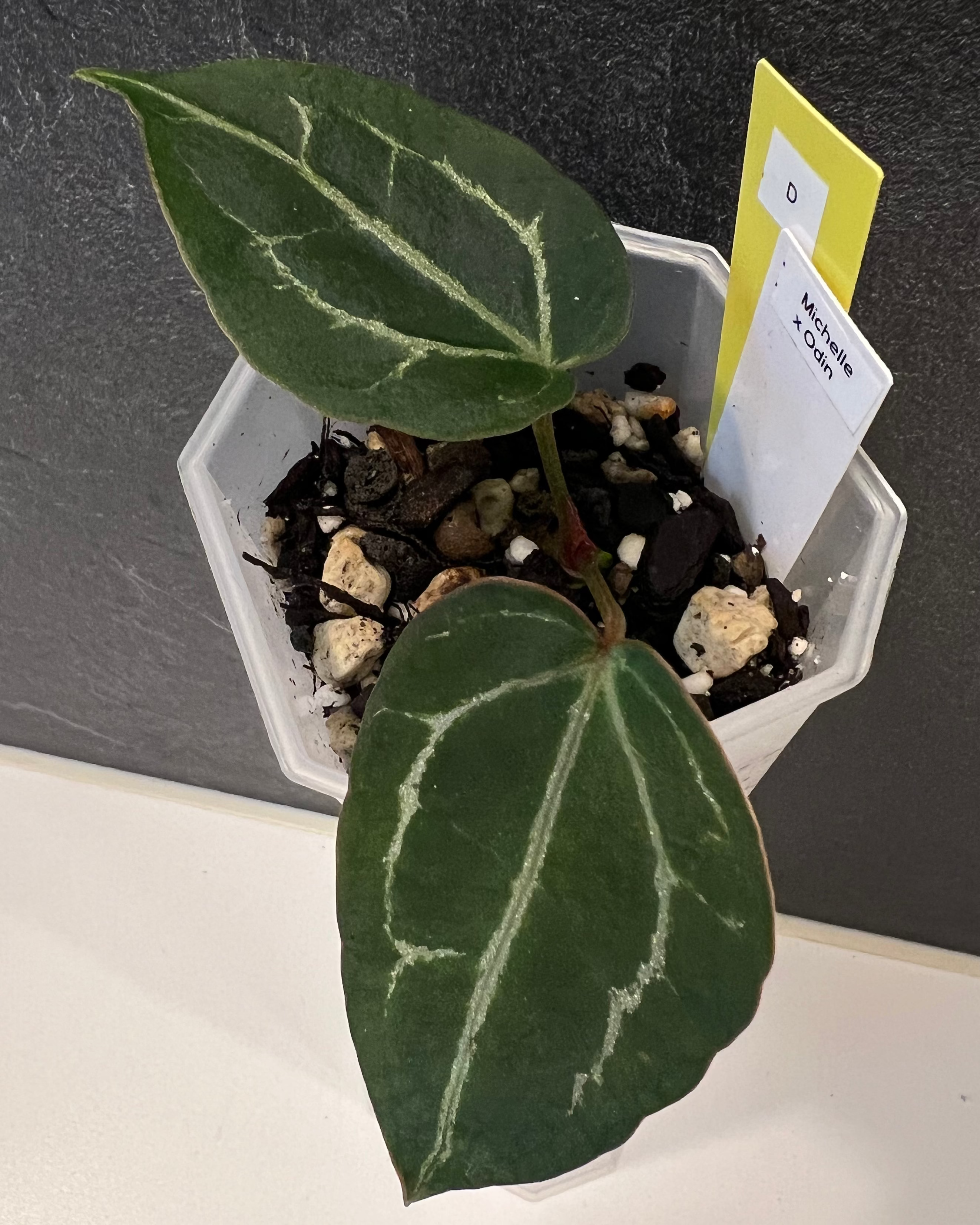 Anthurium Michelle x Odin