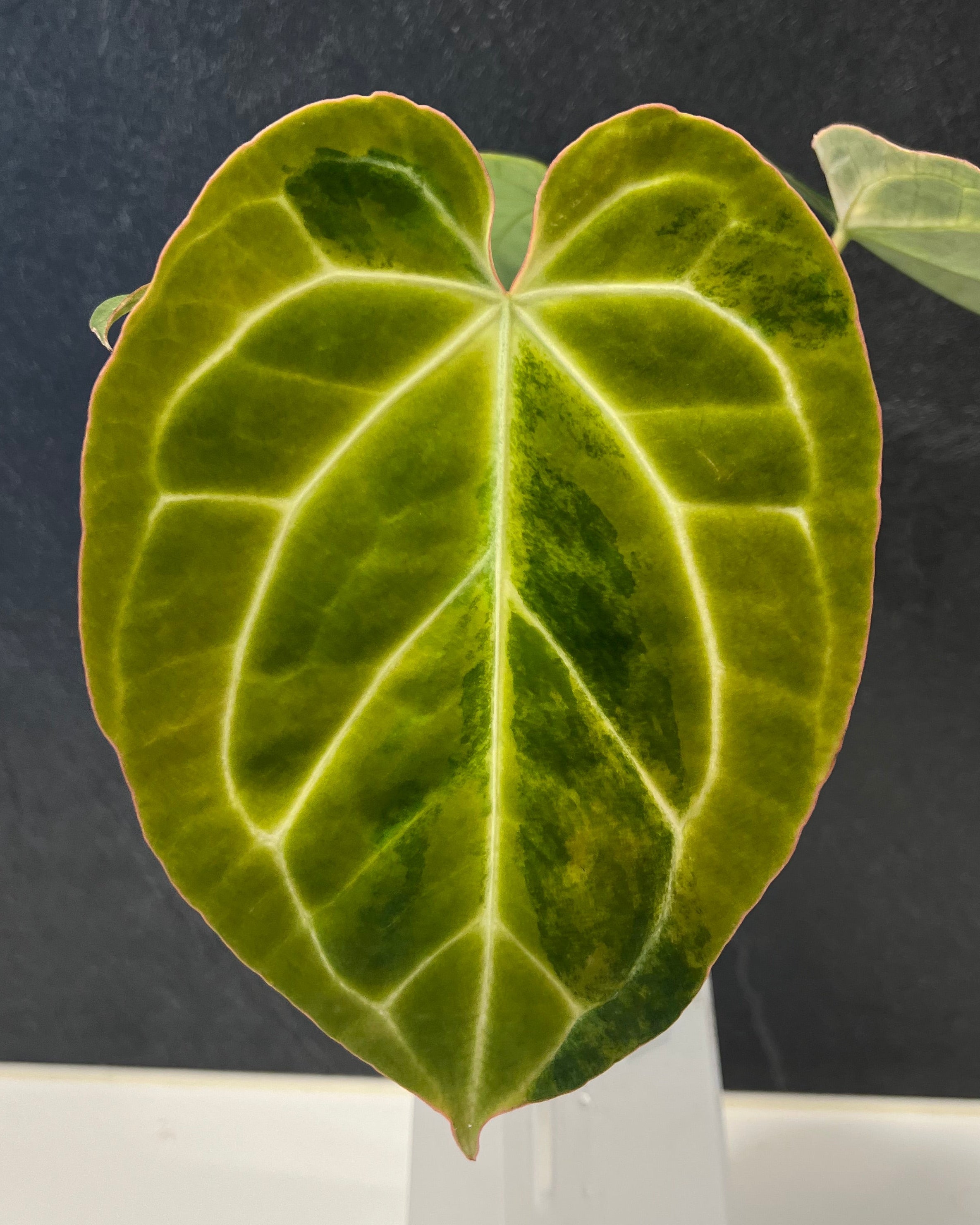 Anthurium (Black Widow x Michelle) x Odin - variegata