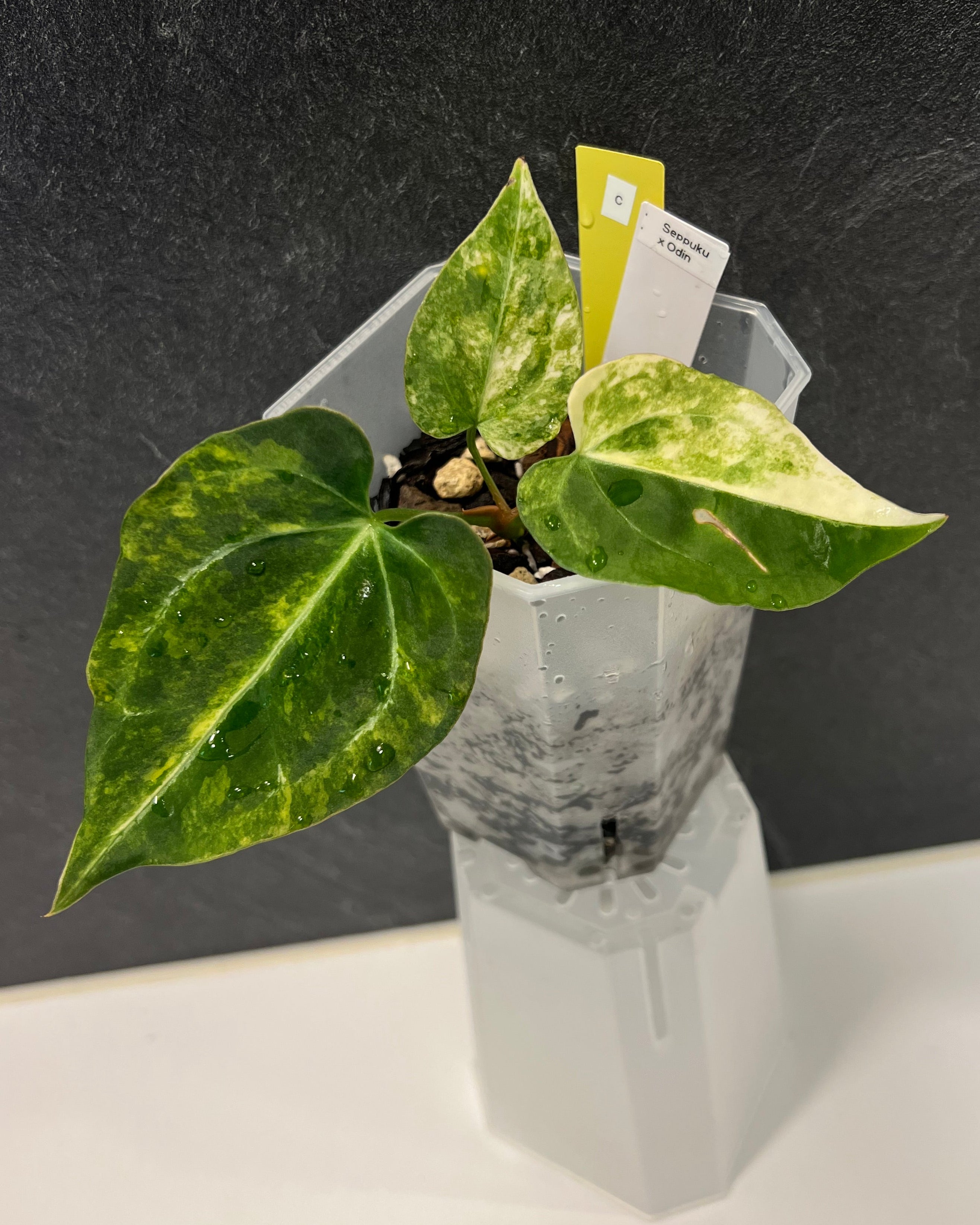 Anthurium Seppuku Variegata x Odin
