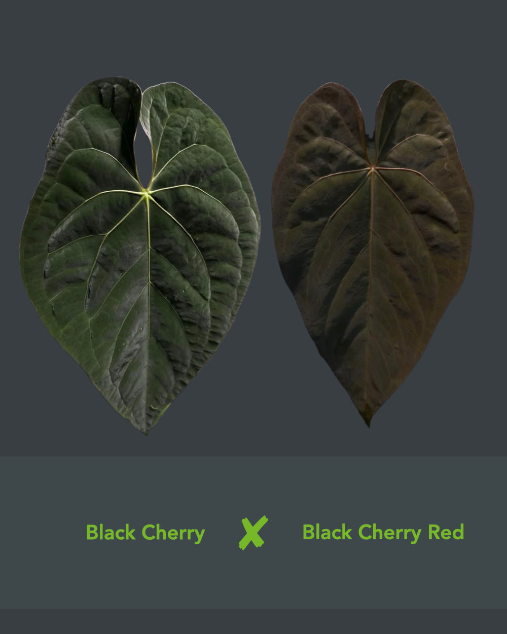 Anthurium Australian Lottery (Australia)