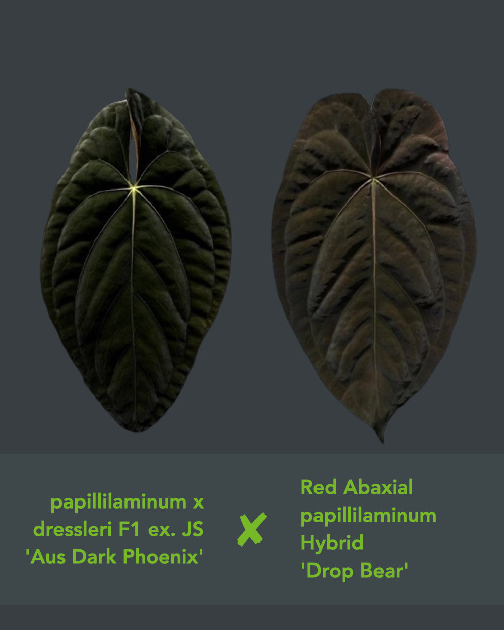 Anthurium Australian Lottery (Australia)
