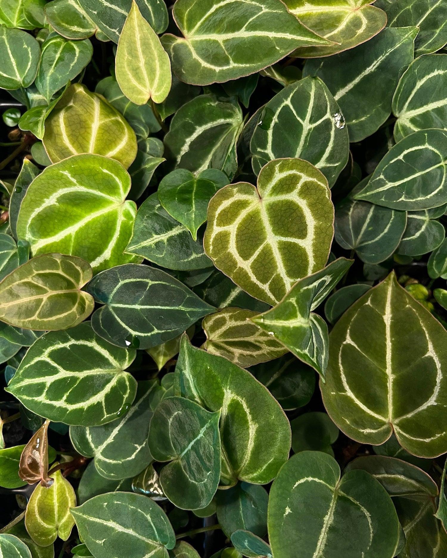 Anthurium Michelle x Odin