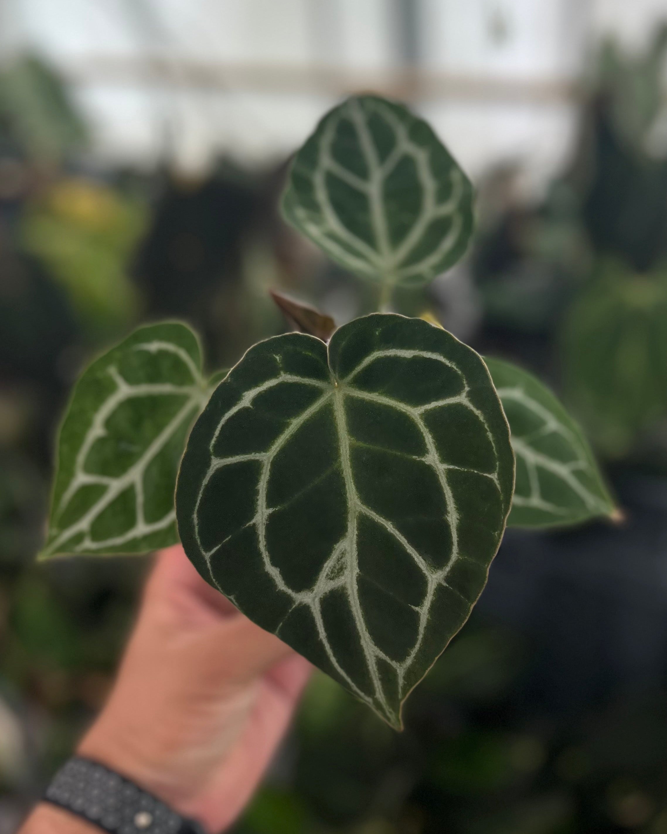 Anthurium (Black Widow x Michelle) x Odin