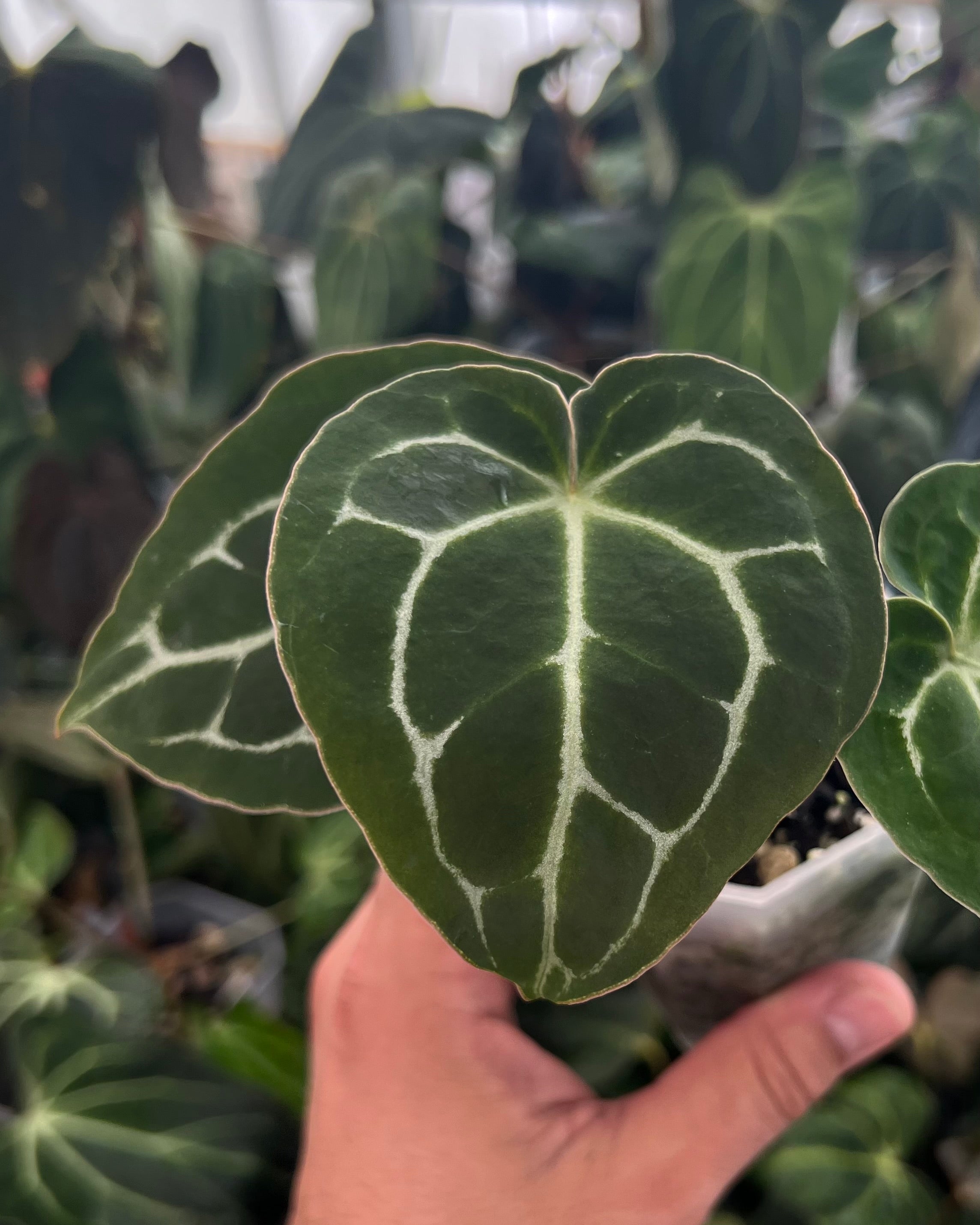 Anthurium (Black Widow x Michelle) x Odin