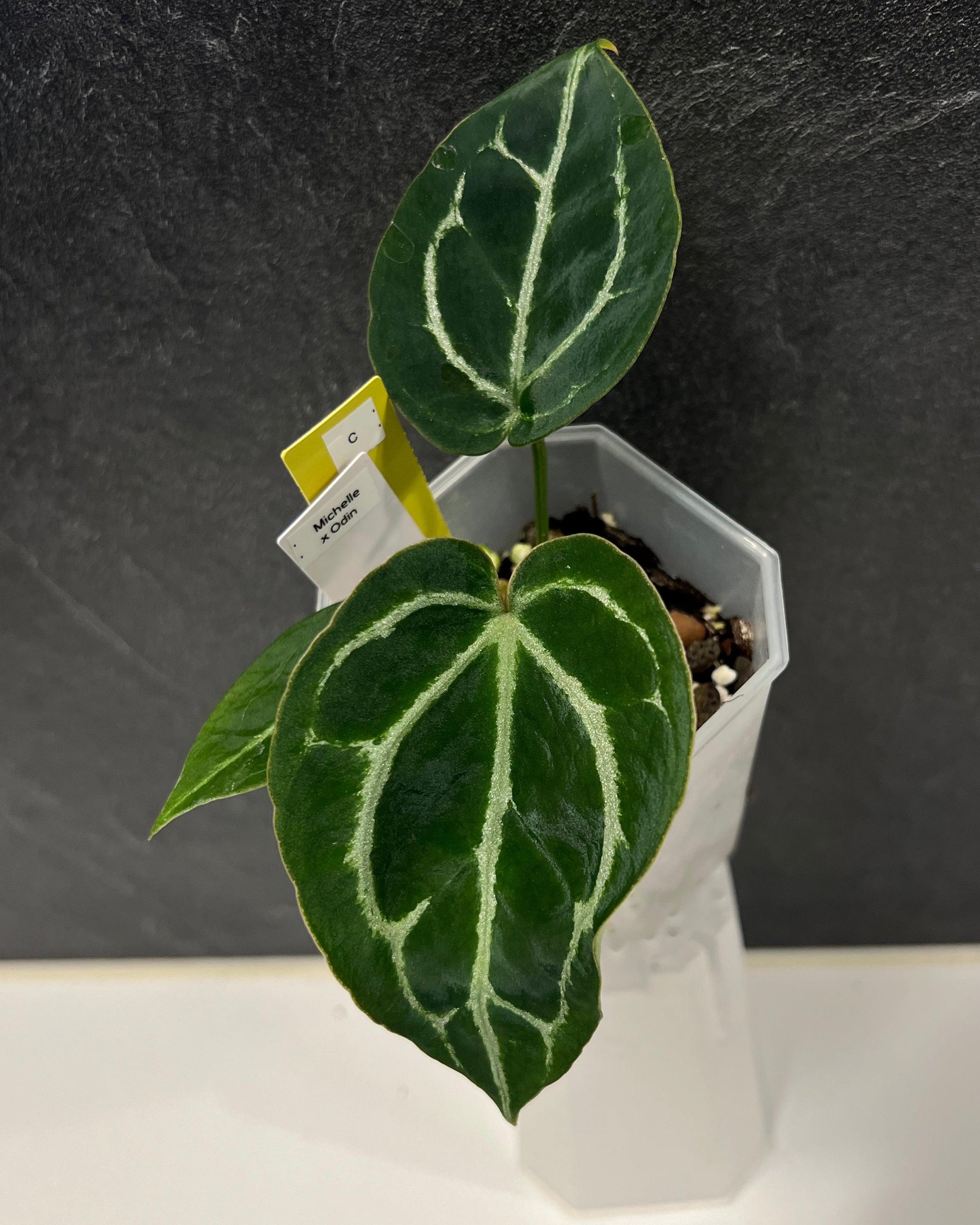Anthurium Michelle x Odin