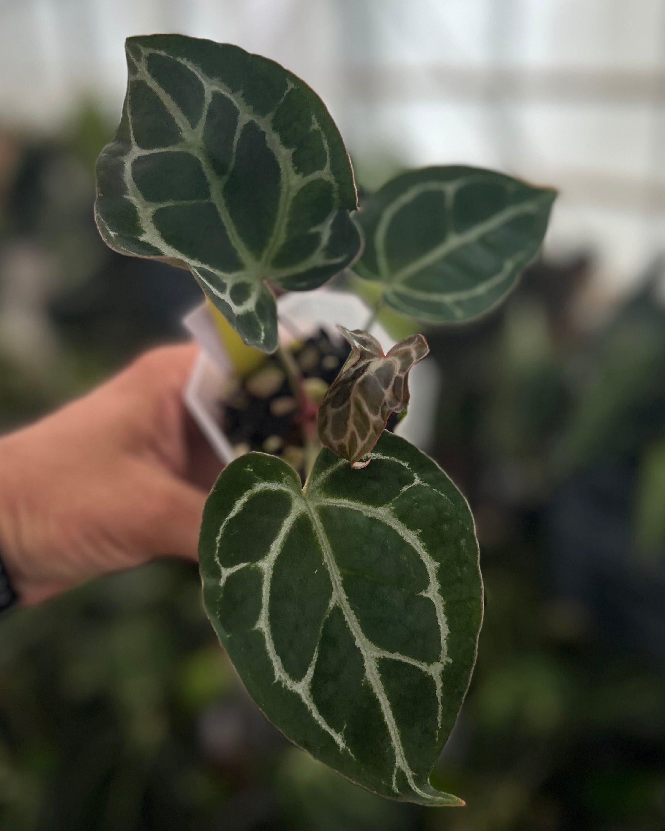 Anthurium (Black Widow x Michelle) x Odin