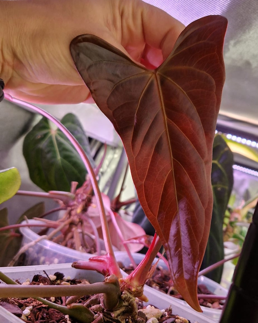 Anthurium Mr. Worldwide Clone B