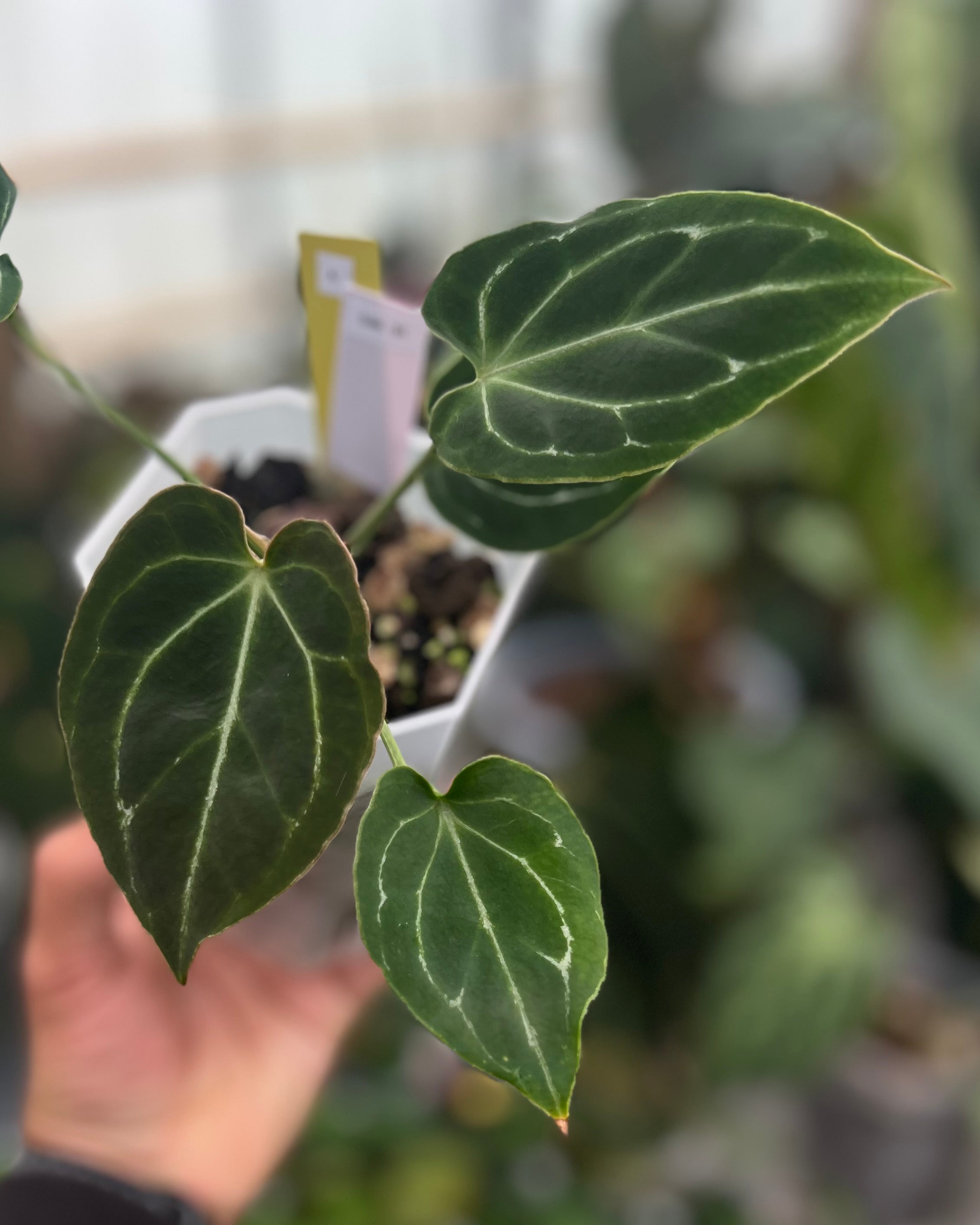 Anthurium Odin S1