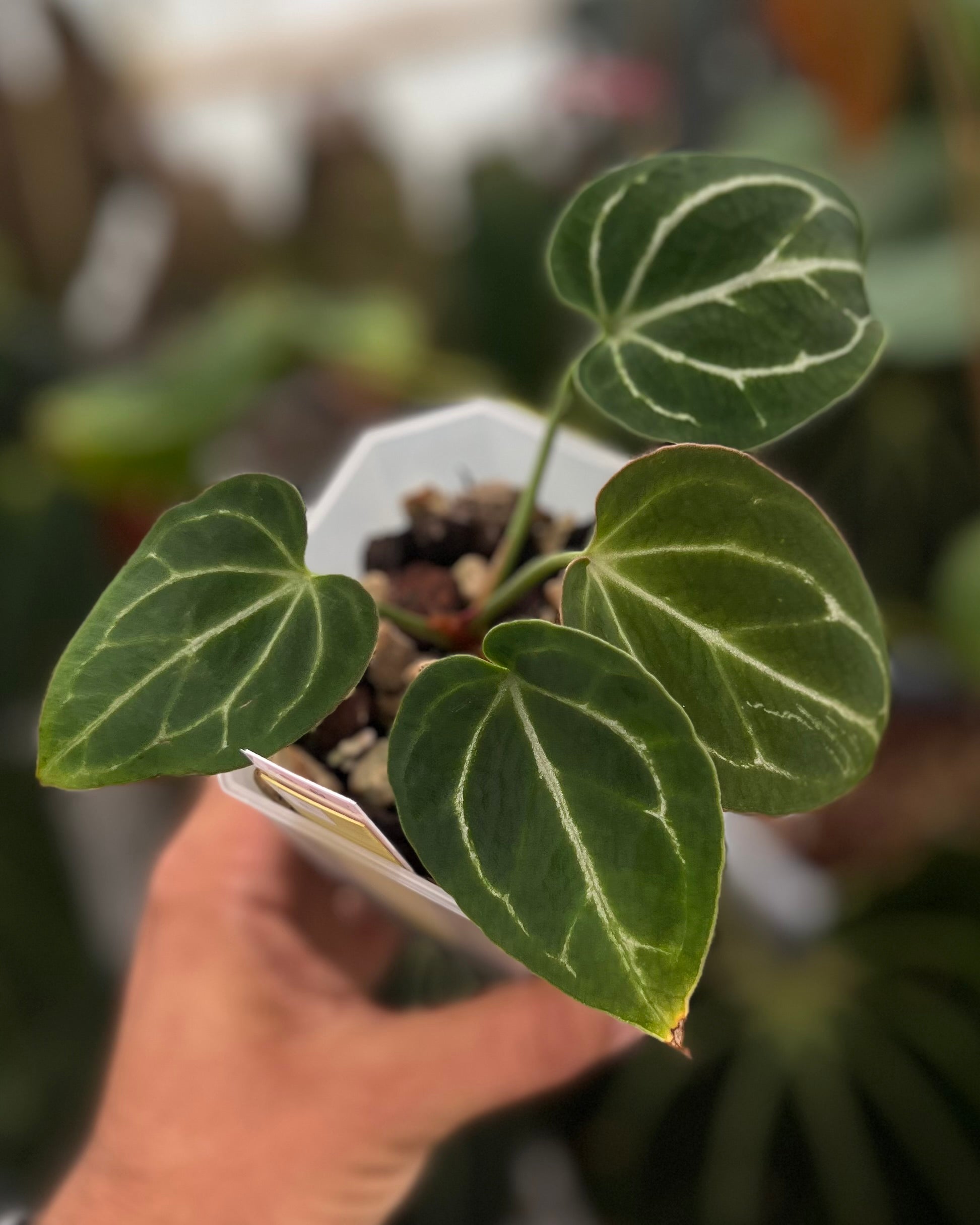 Anthurium Odin S1