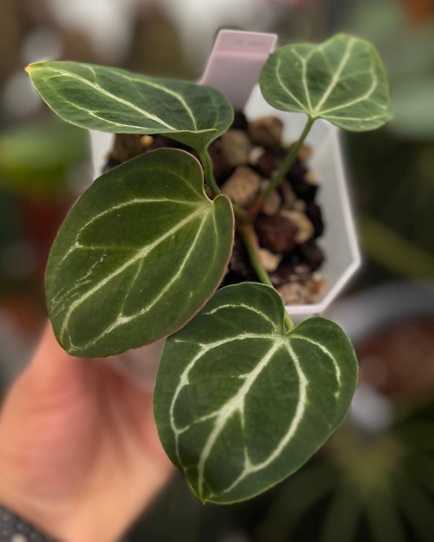 Anthurium Odin S1