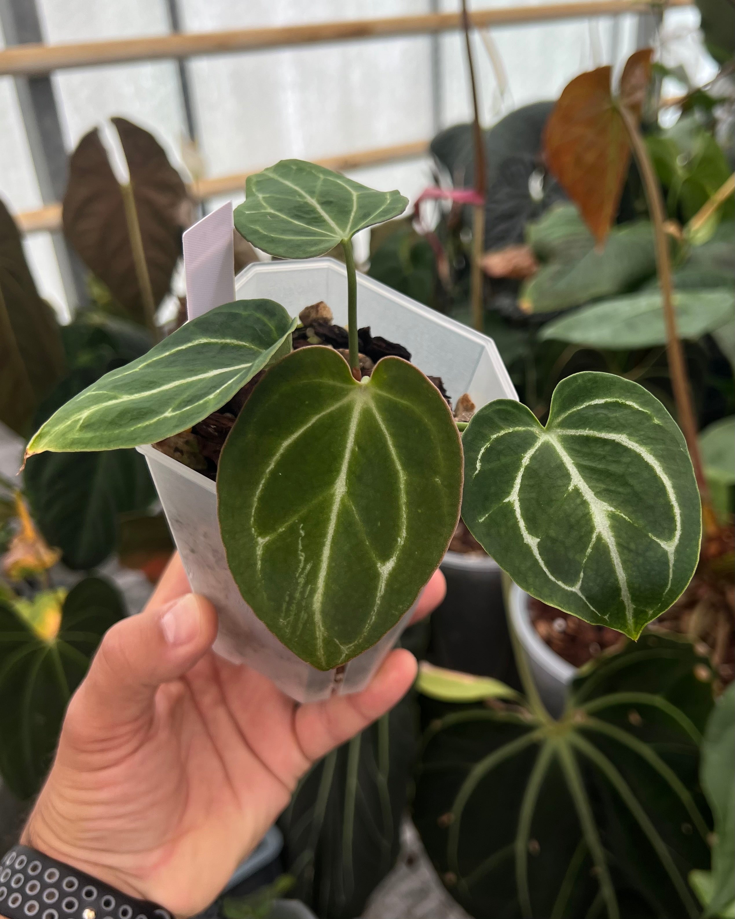 Anthurium Odin S1