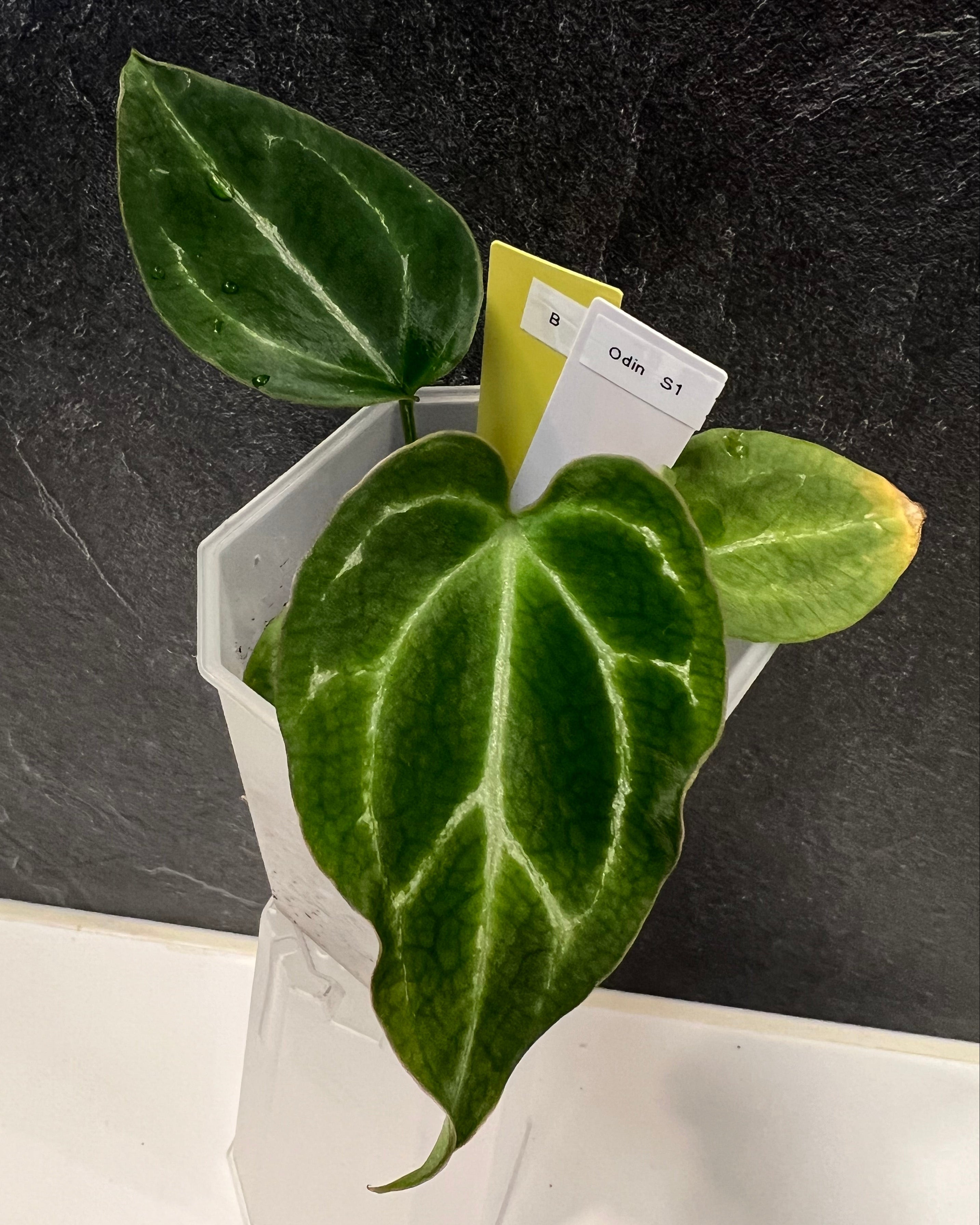Anthurium Odin S1