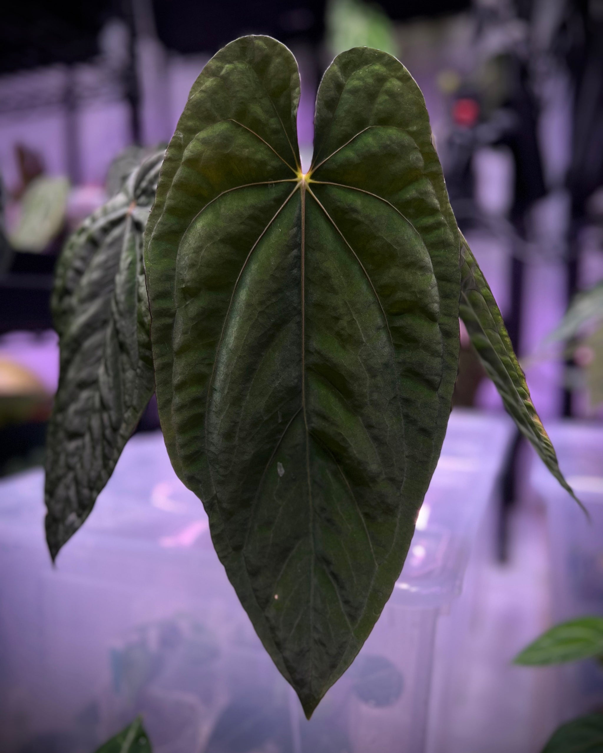 anthurium panama Anthurium Panamama 2.0
