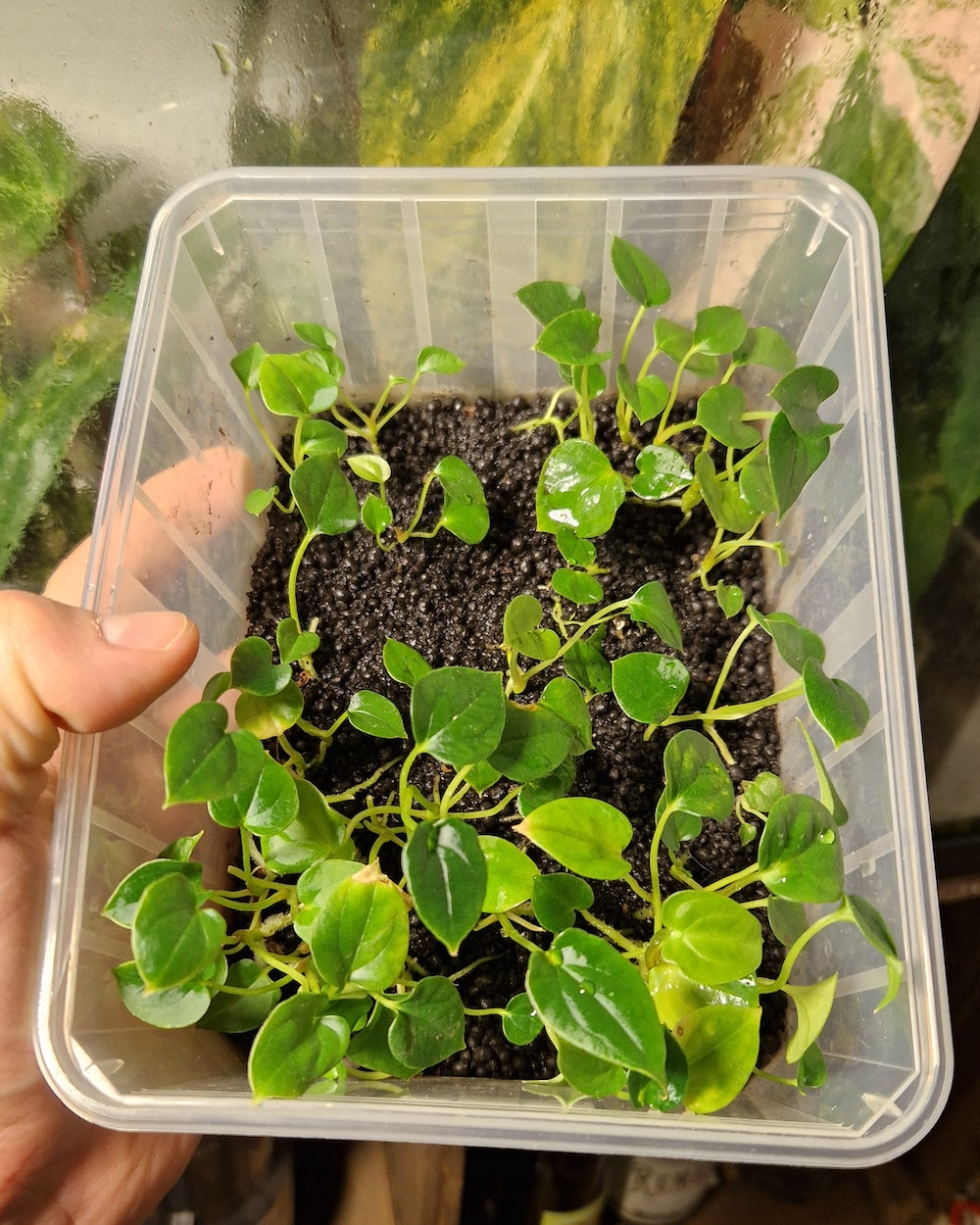 Anthurium papillilaminum Daniel x papillilaminum A+RLFS