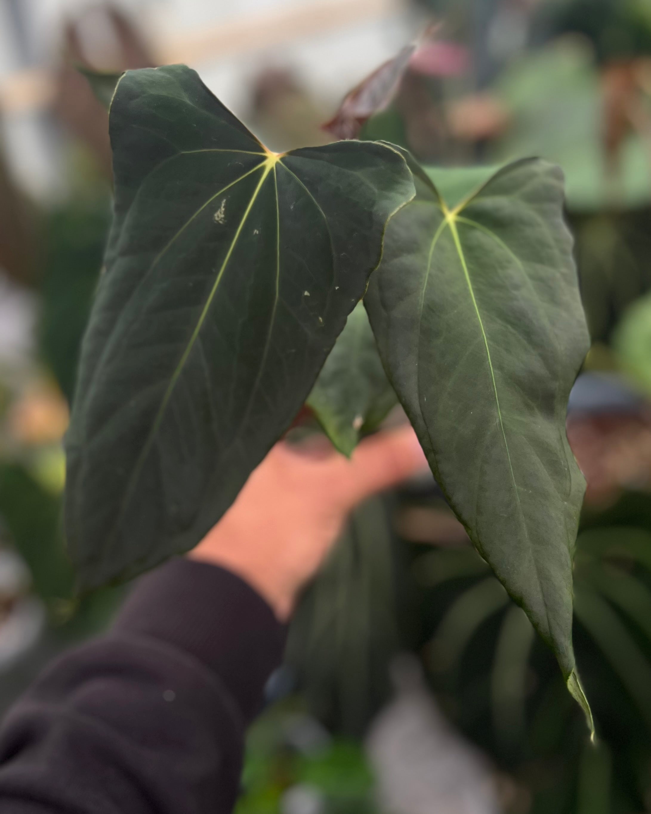 Anthurium papillilaminum (FSxRL) x (RLxFS)